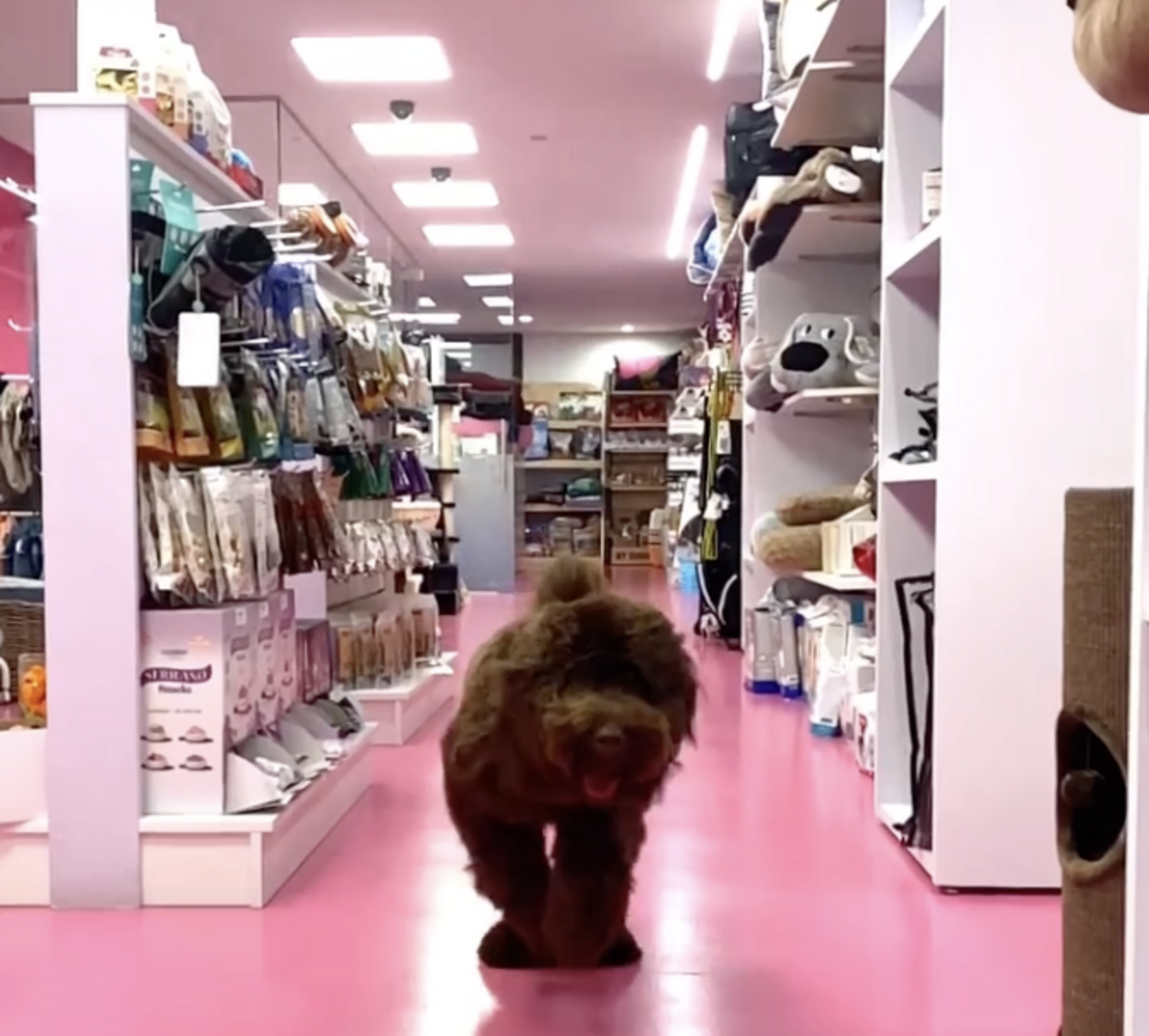 Un pelut a la botiga que ara porta dies tancada.