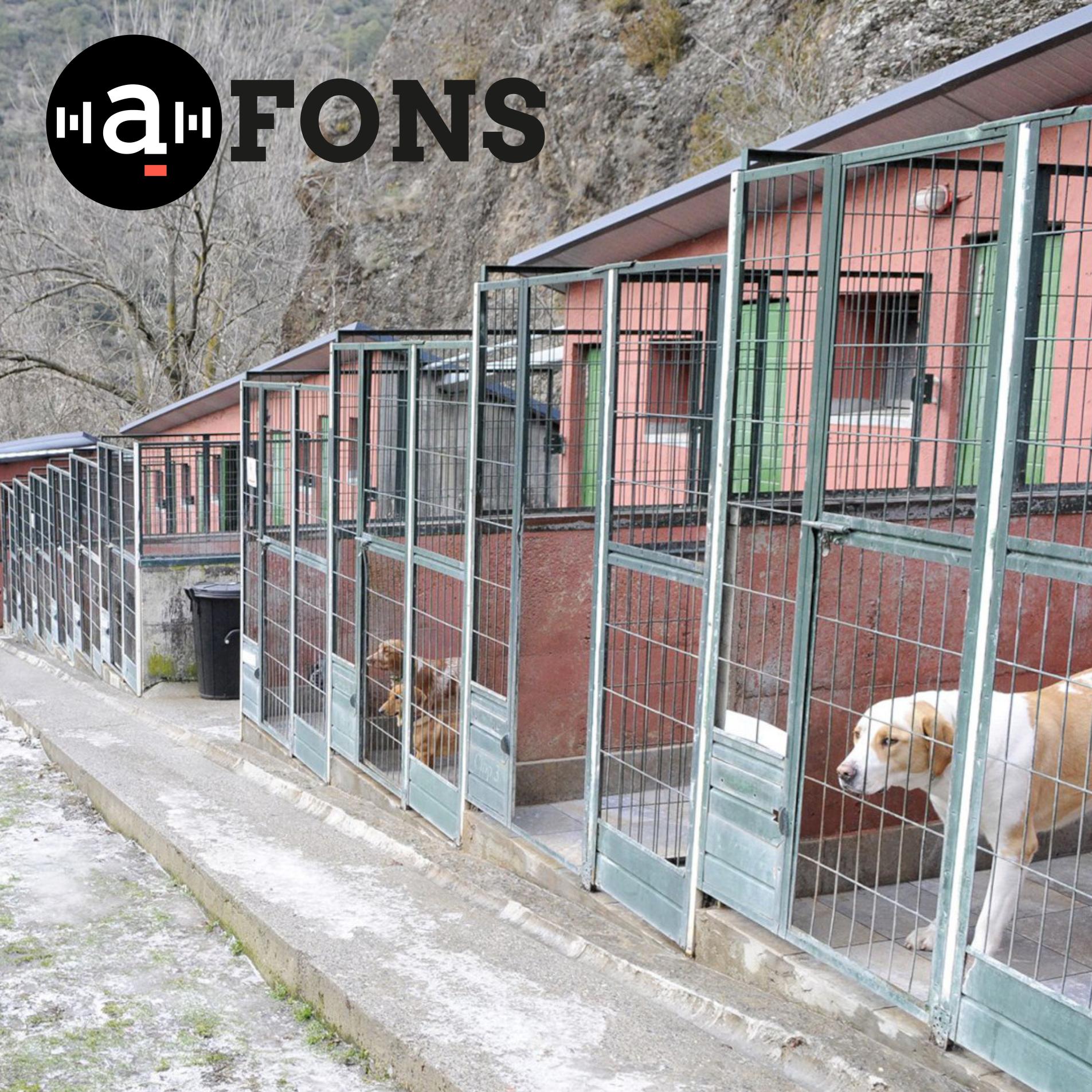 Gossos a la gossera d'Andorra