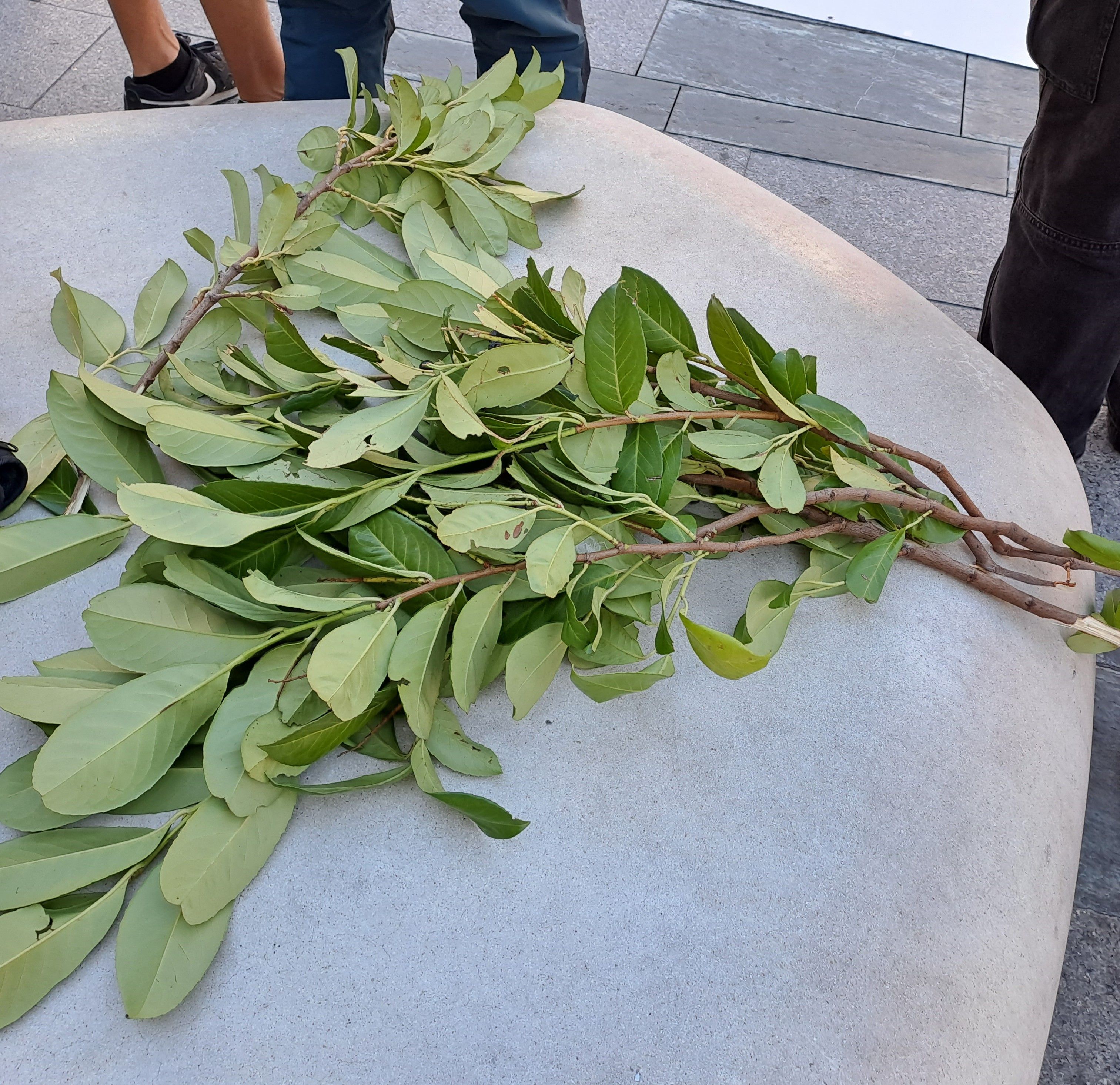 La ruda no ha faltat. La ruda no ha faltat.