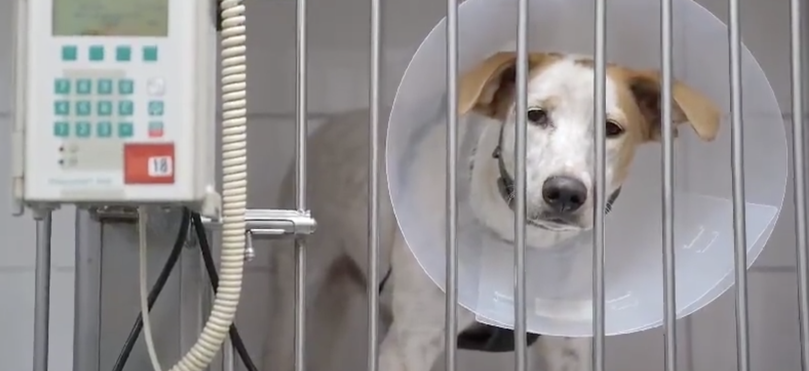 Un dels gossos recuperats.