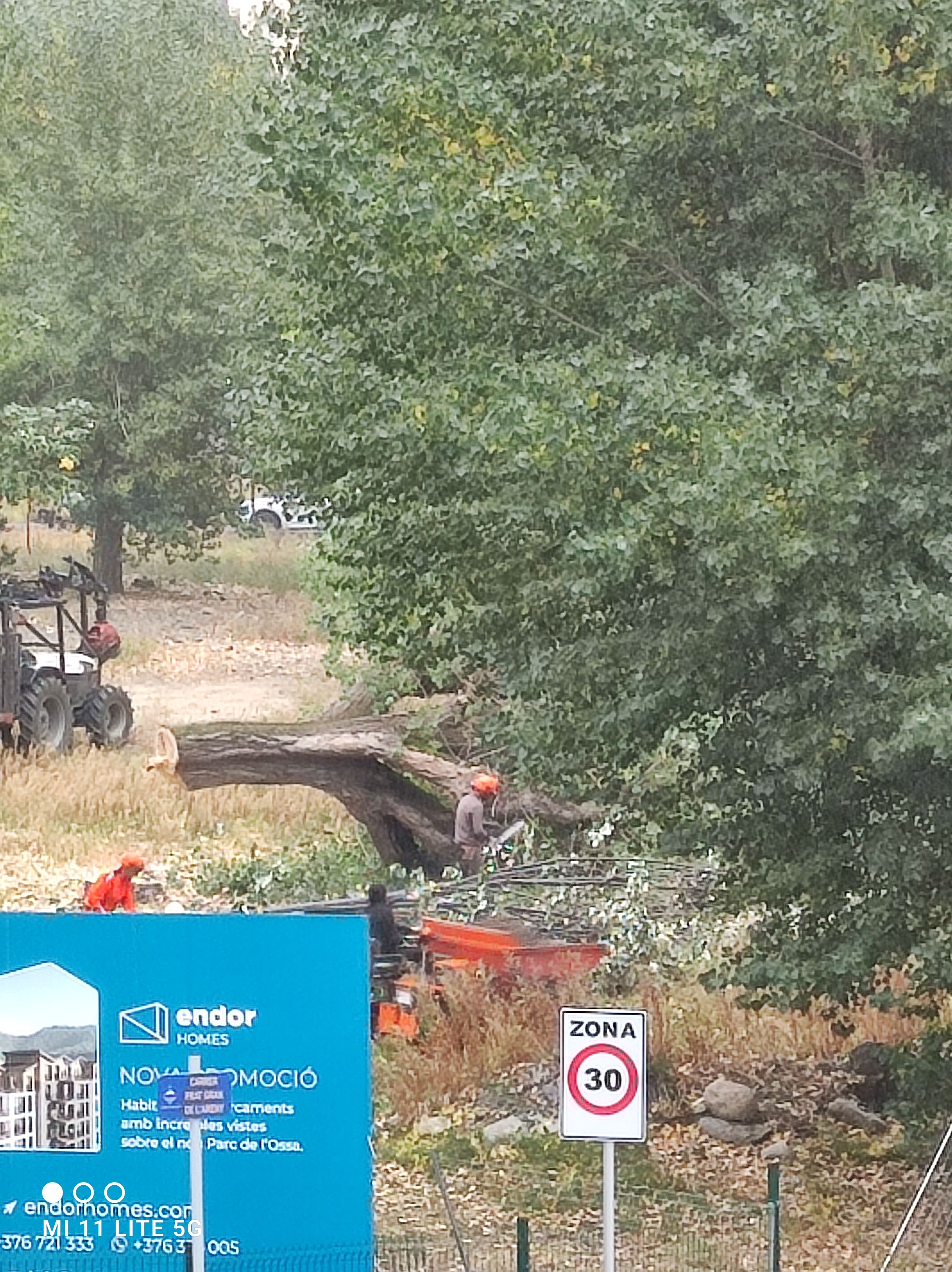Un operari tallant l'arbre.