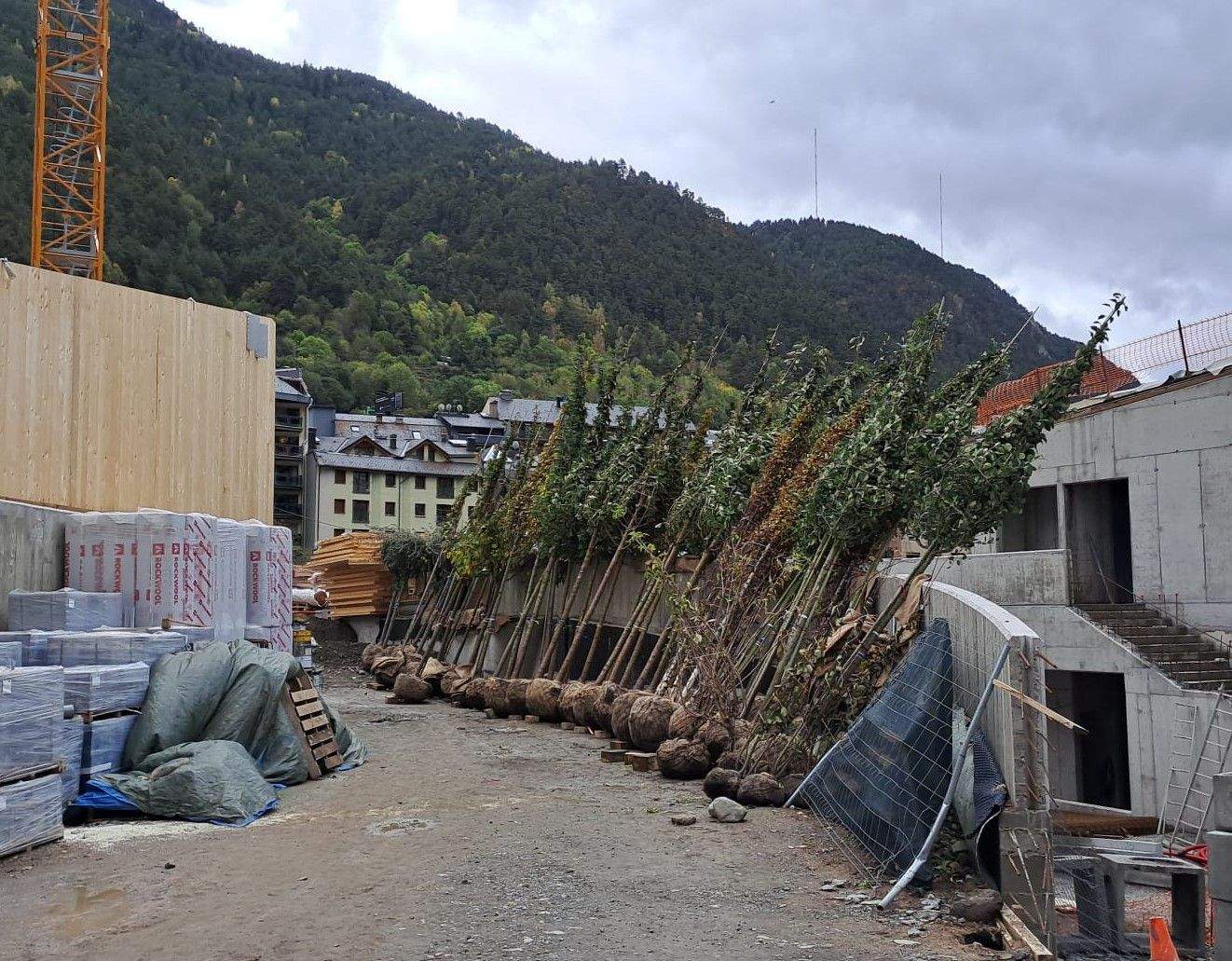 Els arbres que es plantaran al parc.