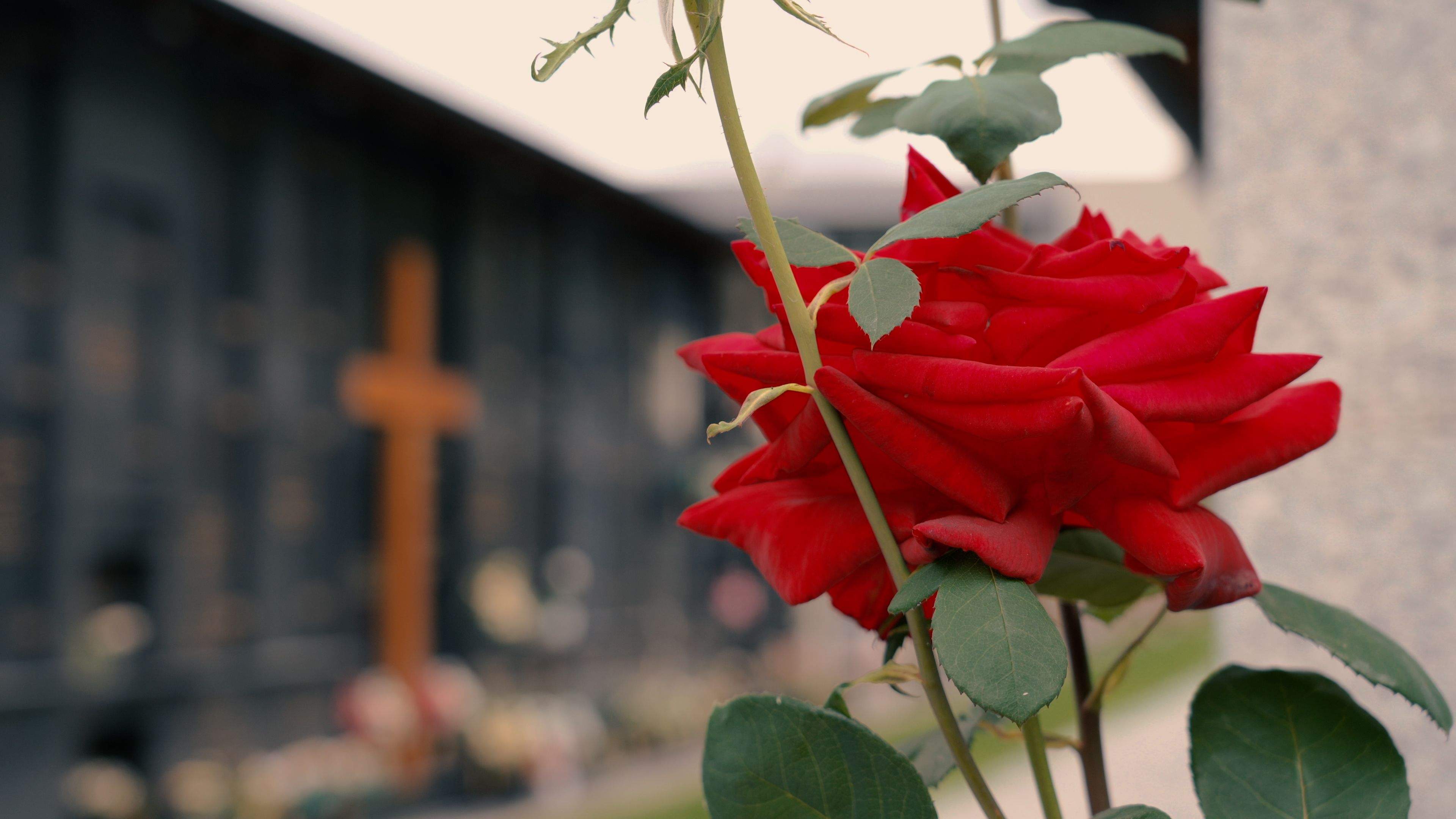 Detall d'una rosa en un cementiri.