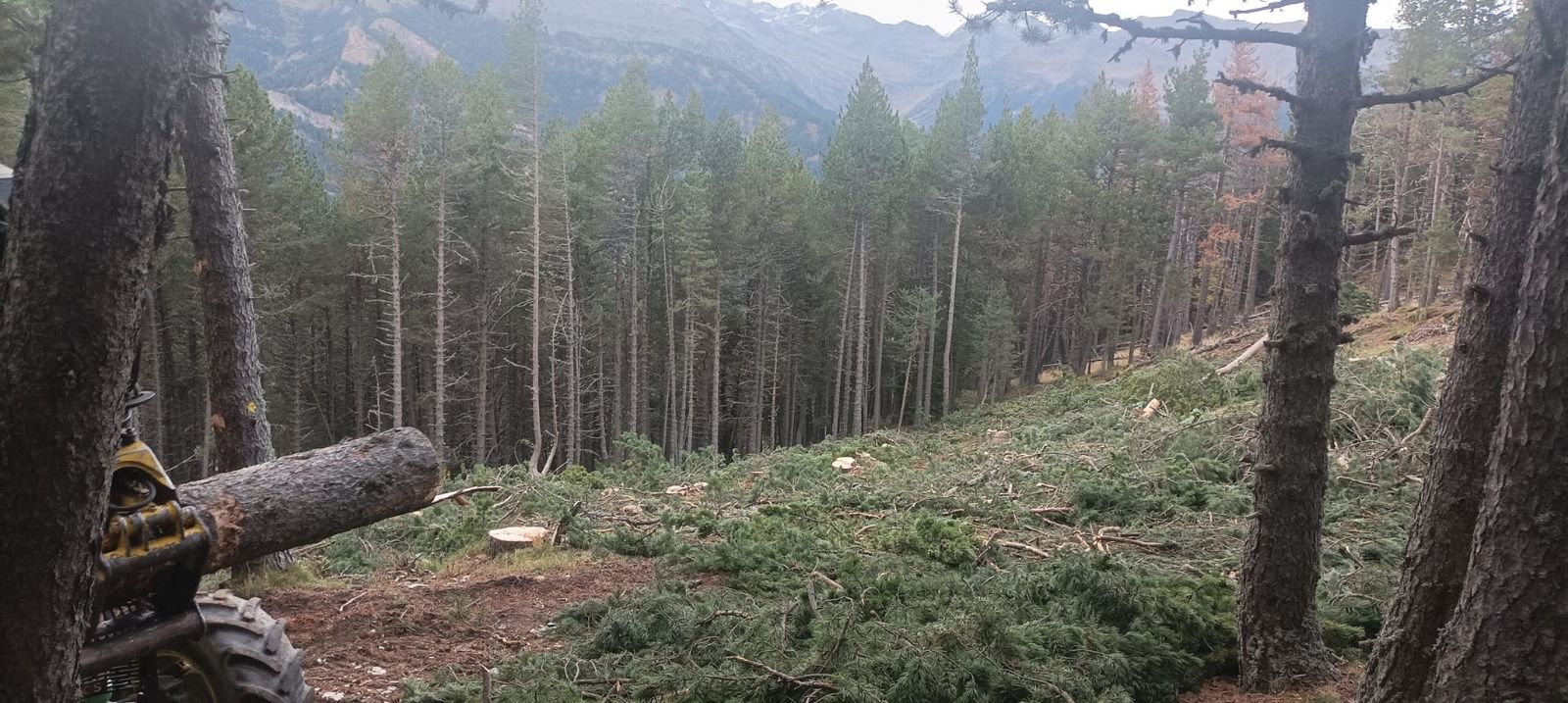 L'espai abans ocupat per pins. L'espai abans ocupat per pins.