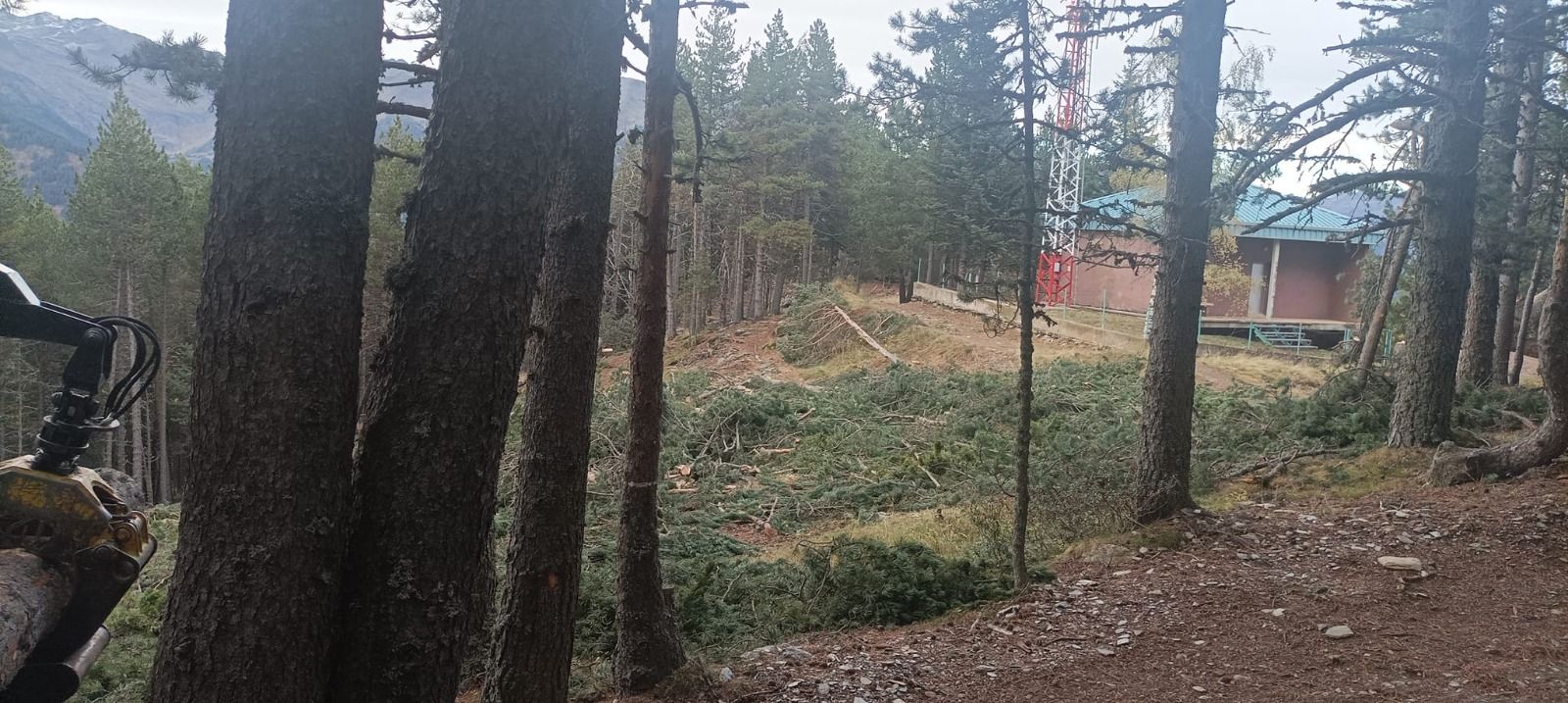 Una altra de les zones talades. Una altra de les zones talades.