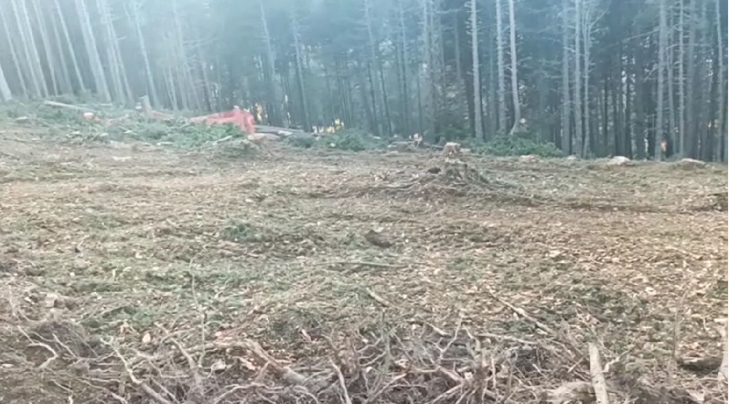 El bosc on ha d'anar l'heliport.