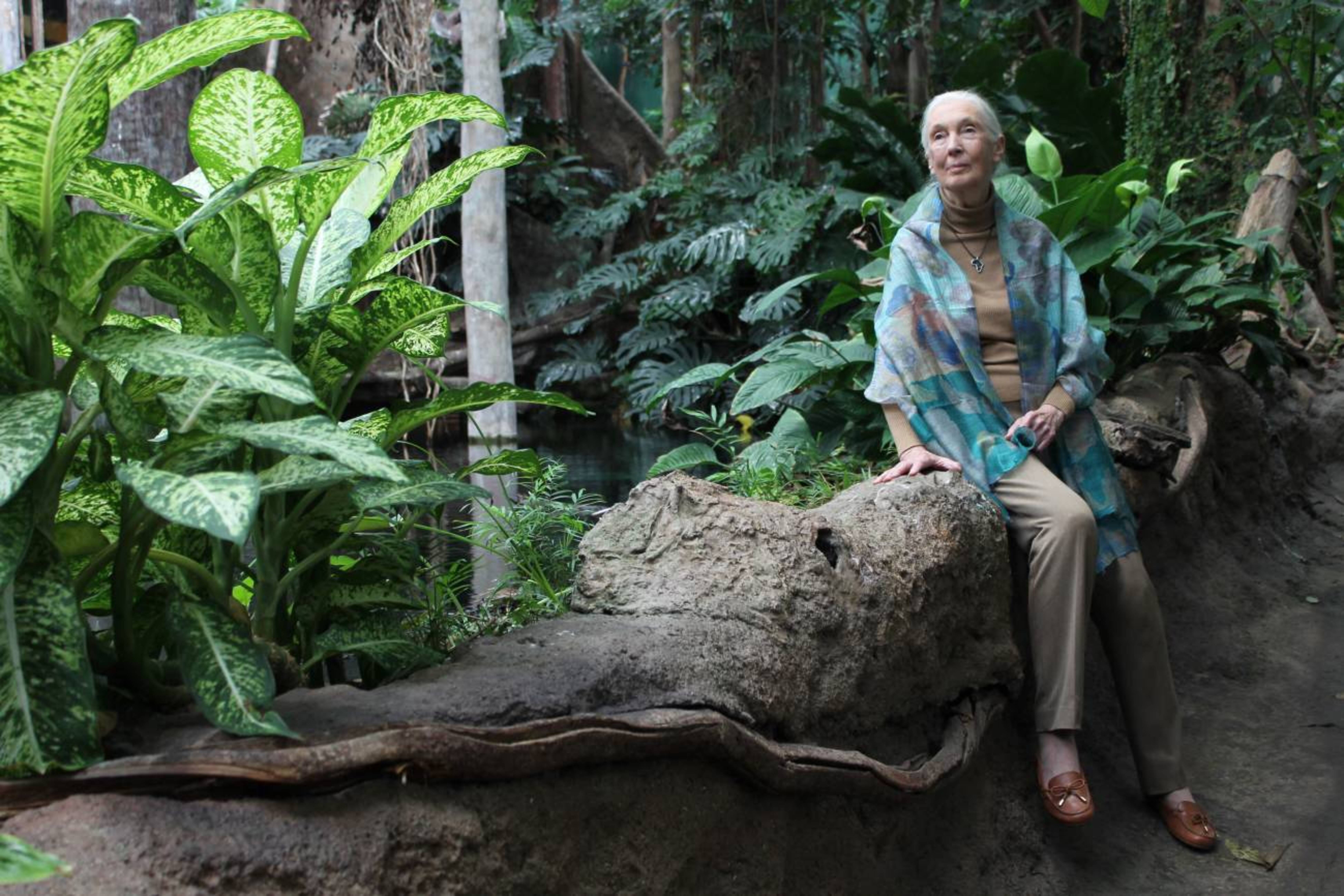 Jane Goodall vindrà en deu dies al Principat. Jane Goodall vindrà en deu dies al Principat.