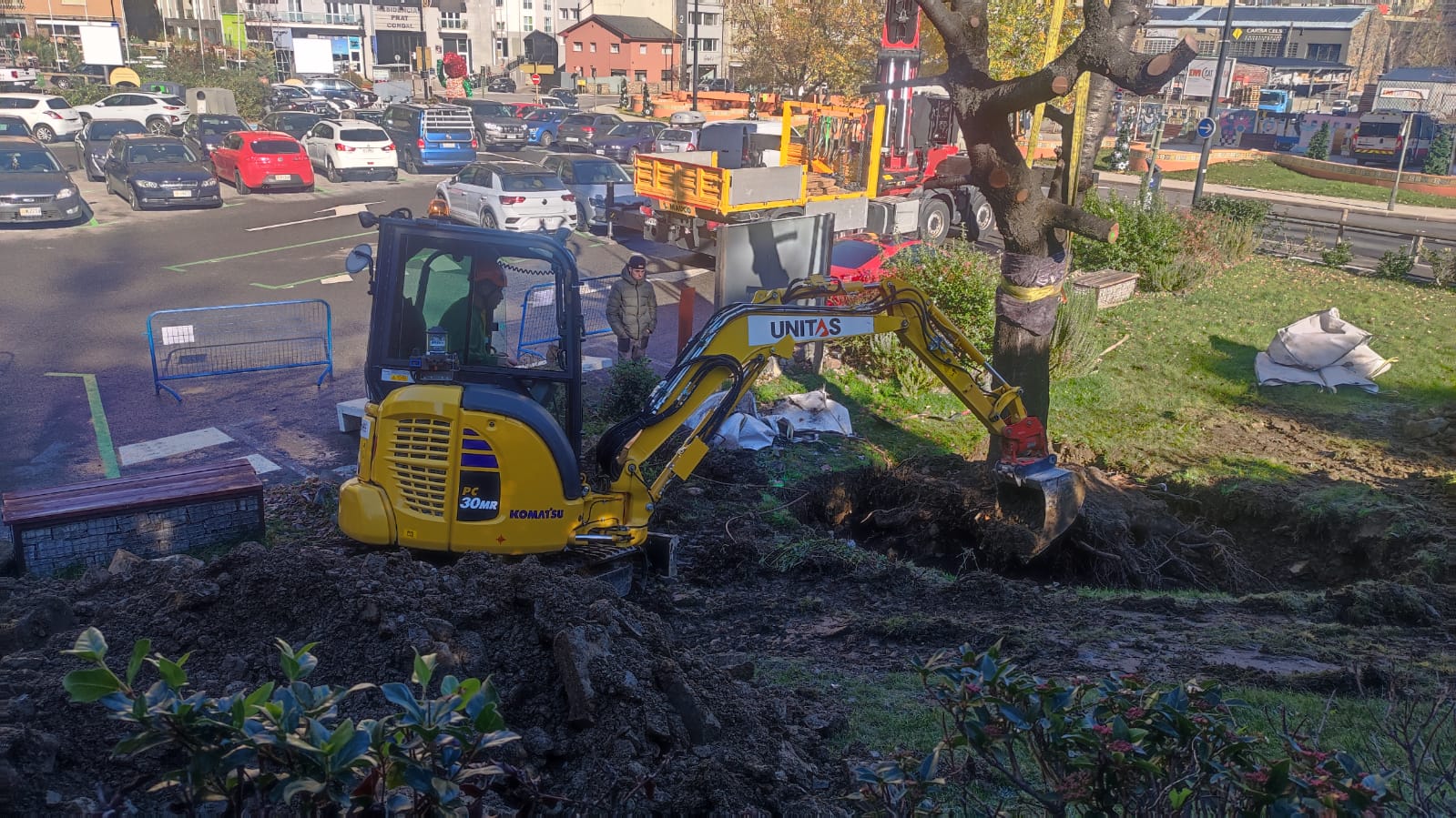 El cirerer ja és a Santa Coloma El cirerer ja és a Santa Coloma