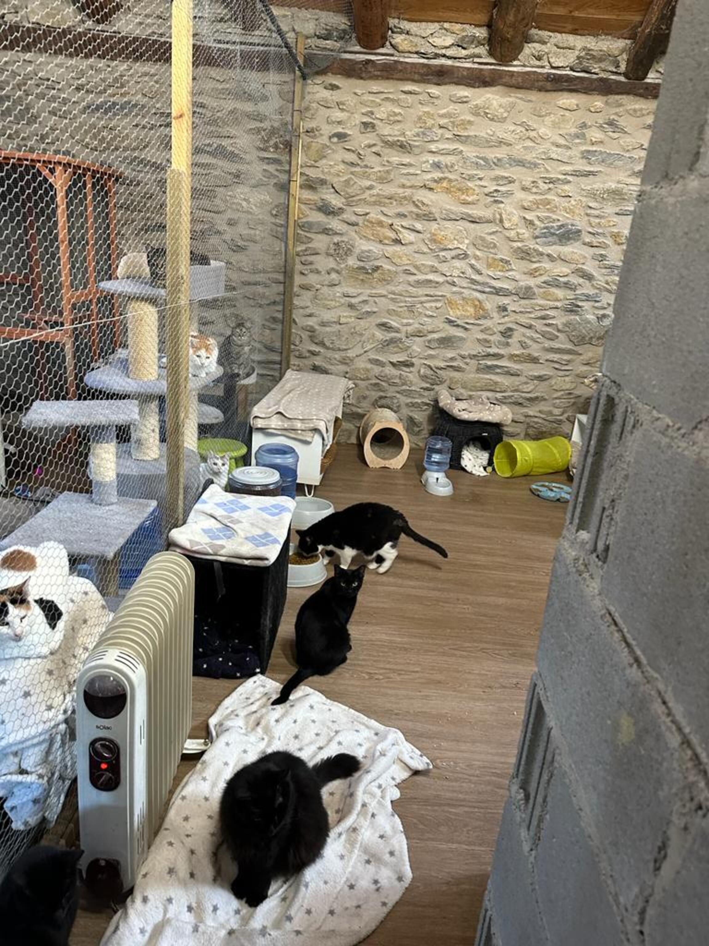 Un dels espais de la gatera per on volten els animals, sense pràcticament contacte amb l'exterior.