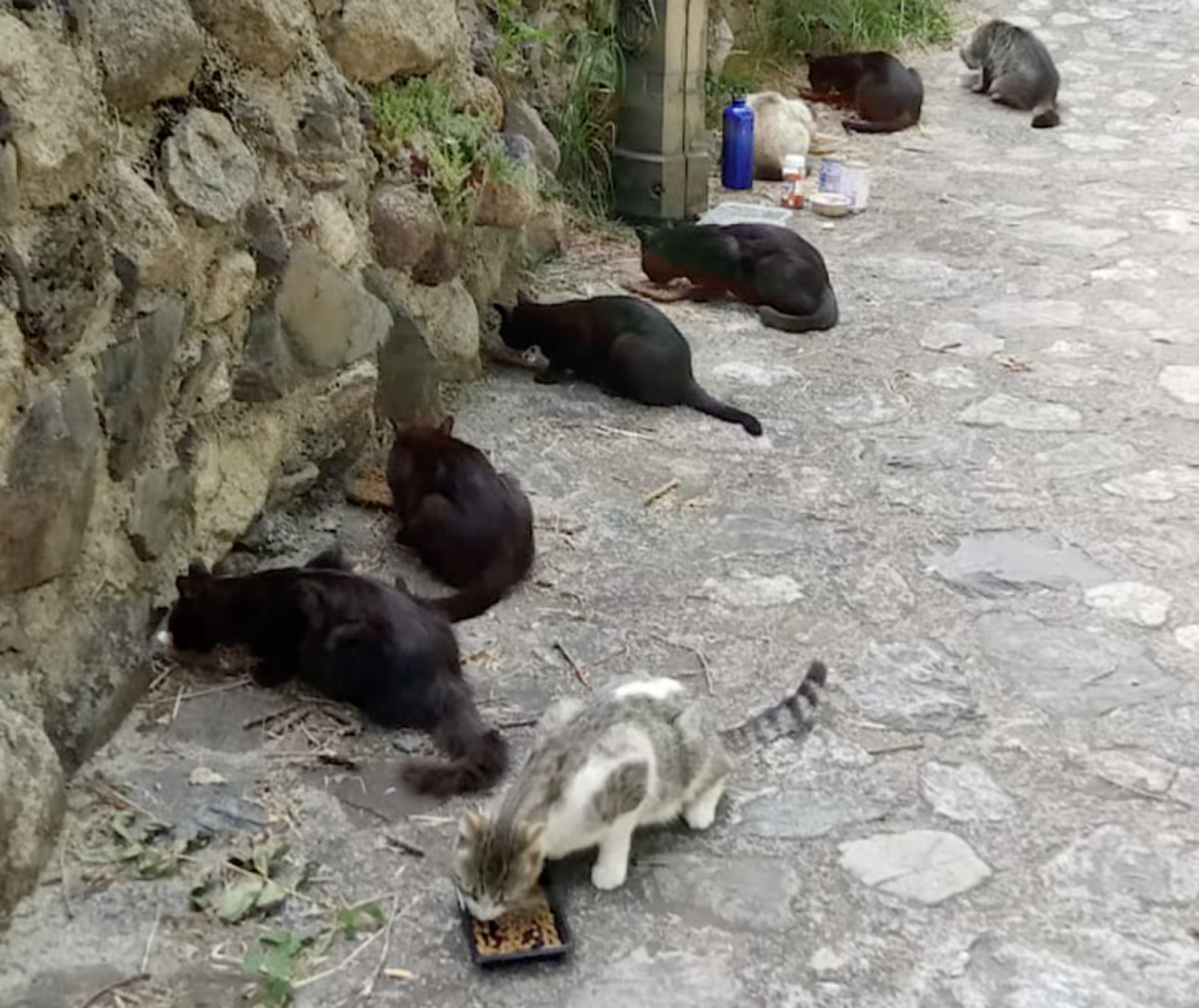 Gats d'una de les colònies d'Andorra la Vella.