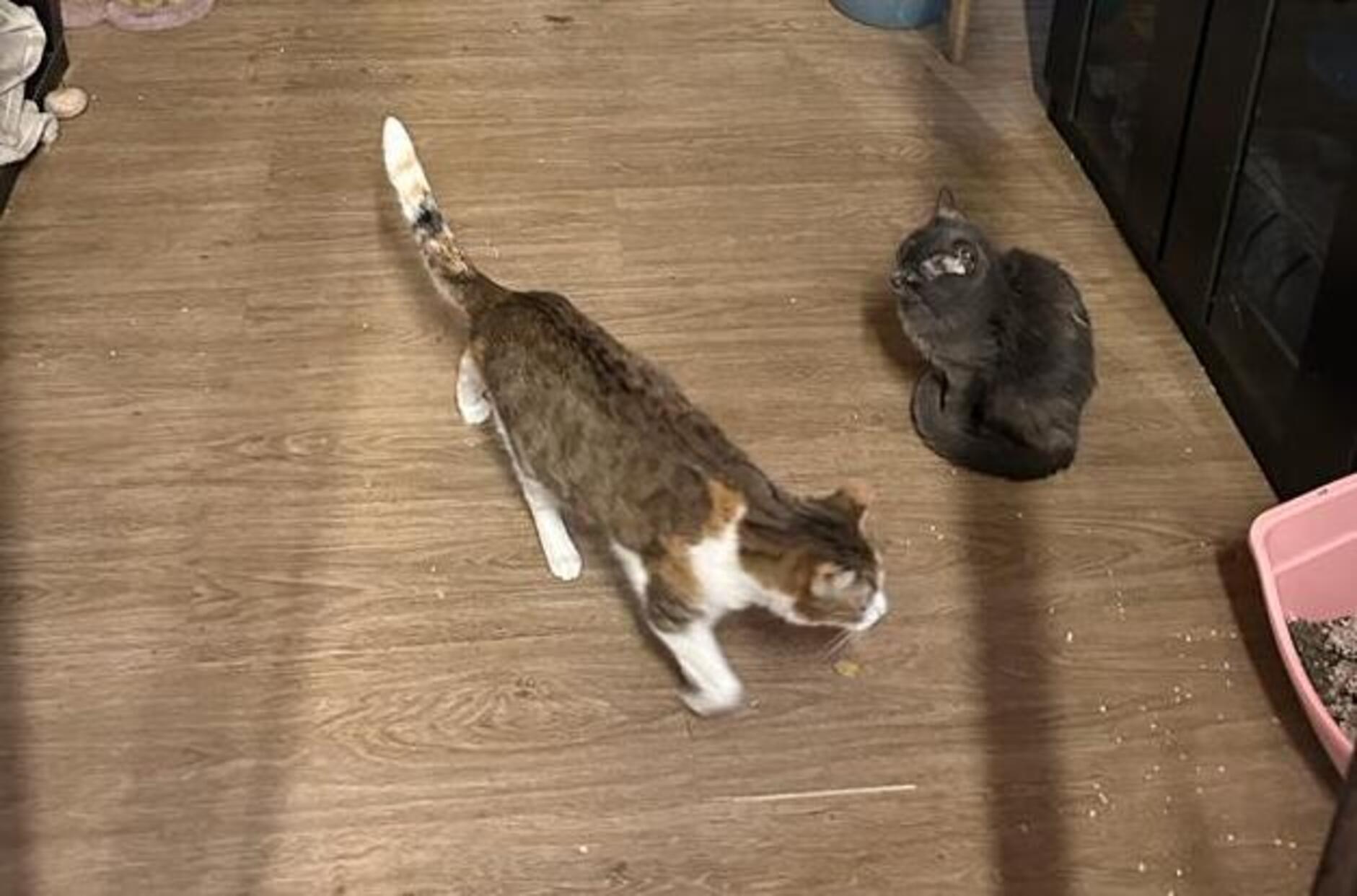 Dos dels gats de la gatera.