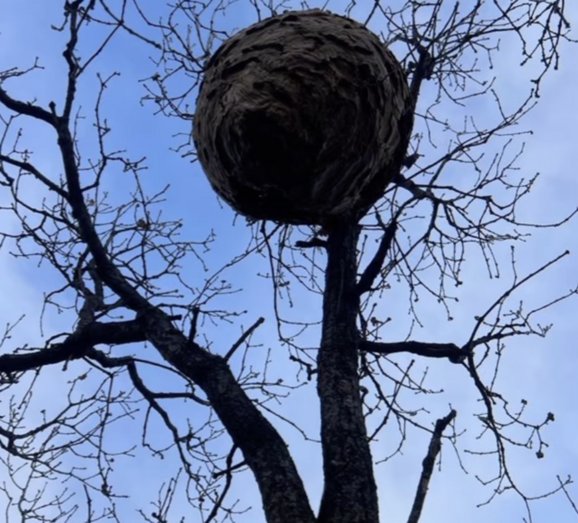 El niu encara penjat de l'arbre.