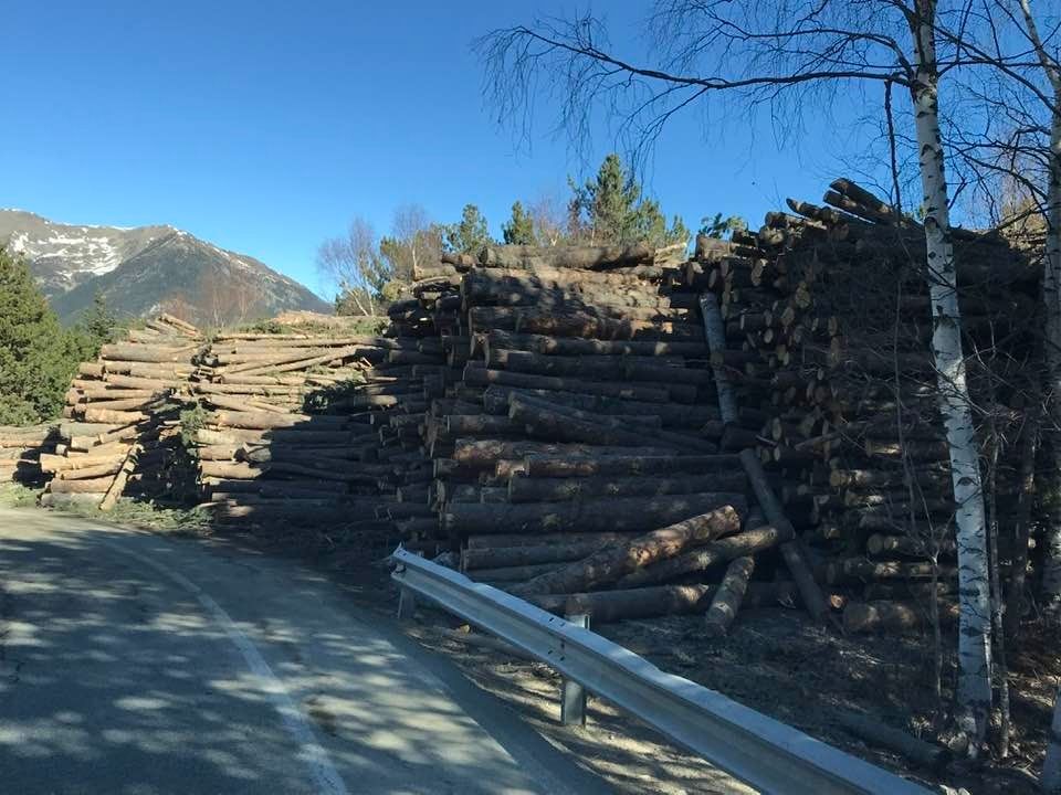 Els troncs dels arbres talats. Els troncs dels arbres talats.