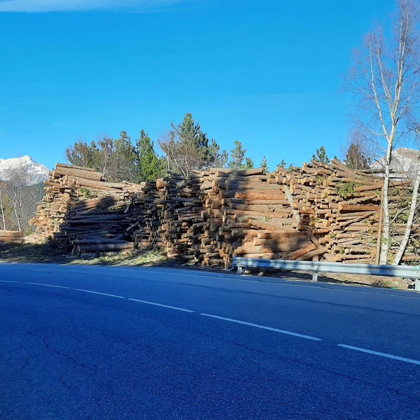 Arbres tallats al bosc de la Caubella. // Apapma Arbres tallats al bosc de la Caubella. // Apapma