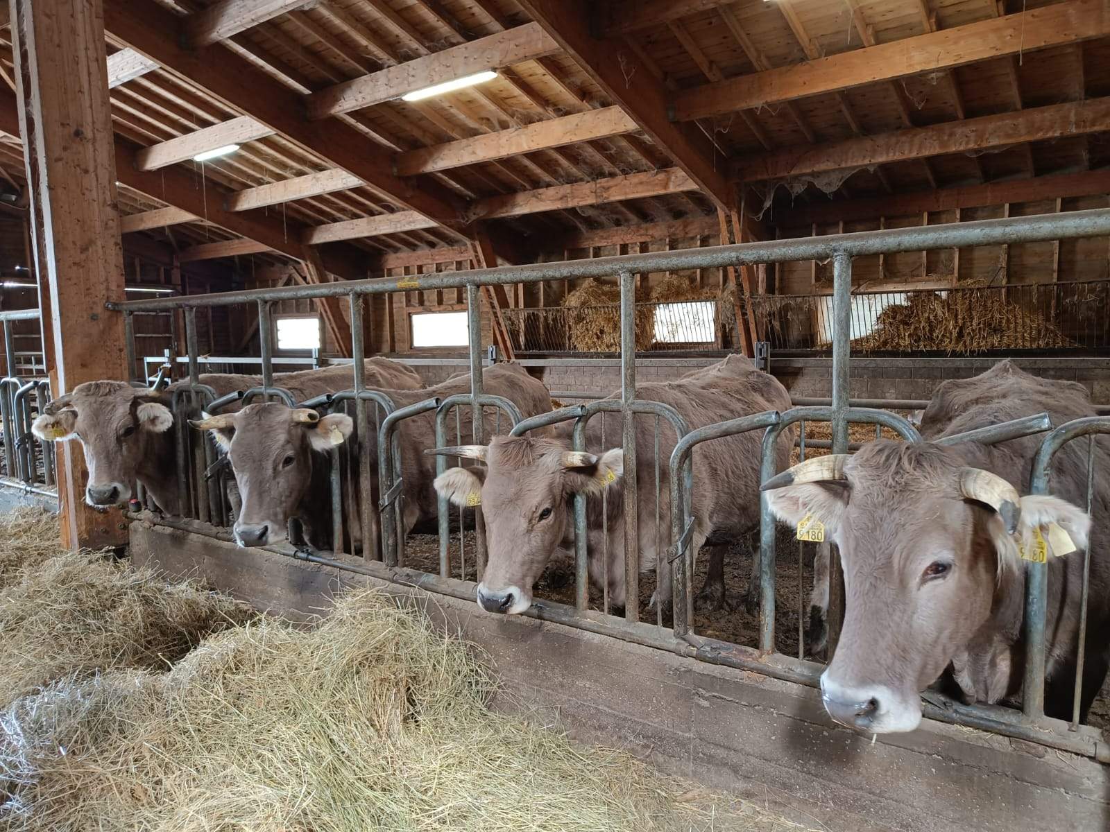 Caps de bestiar boví a casa Jumpere d'Anyós.