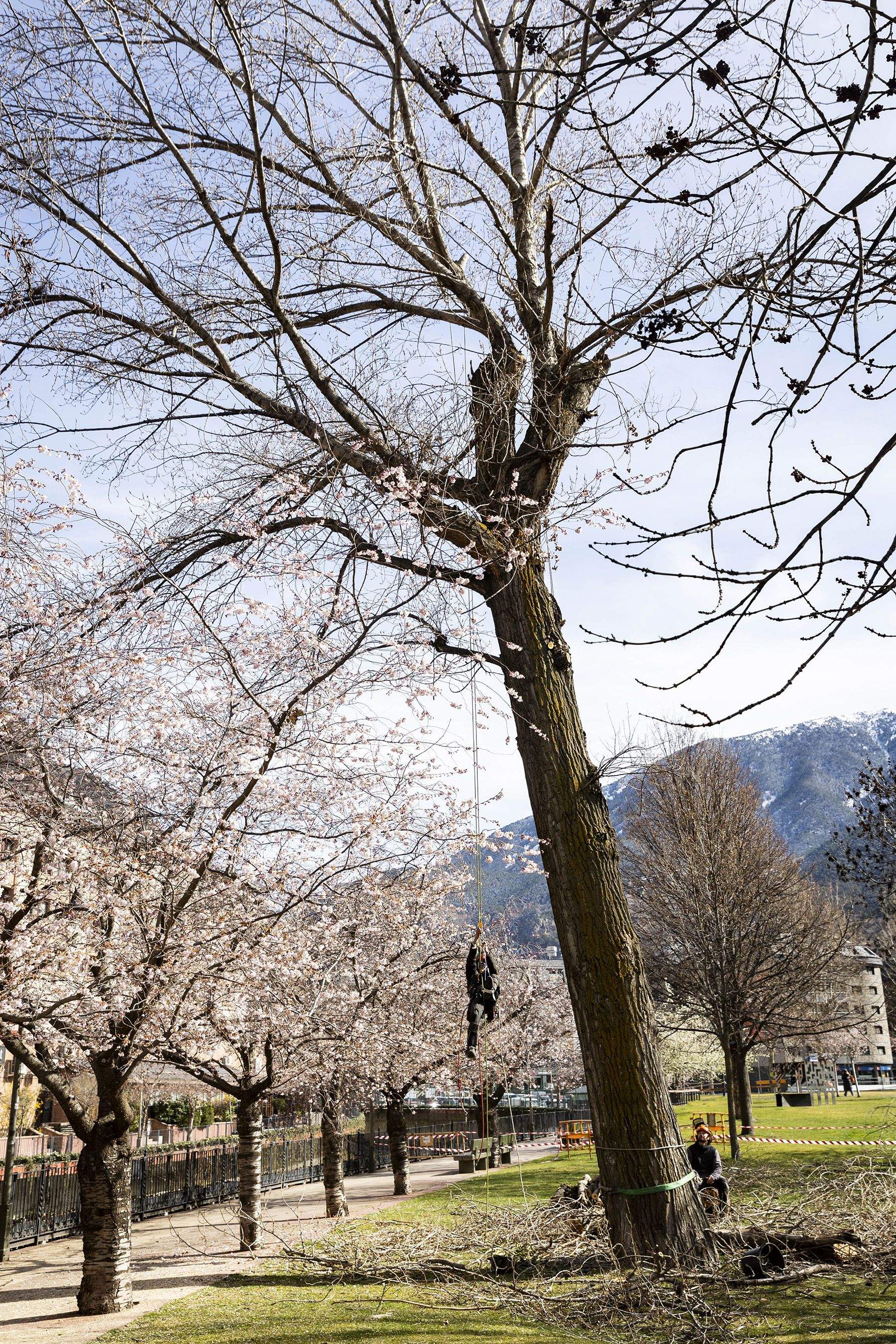 Operaris en el moment de talar l'arbre. Operaris en el moment de talar l'arbre.
