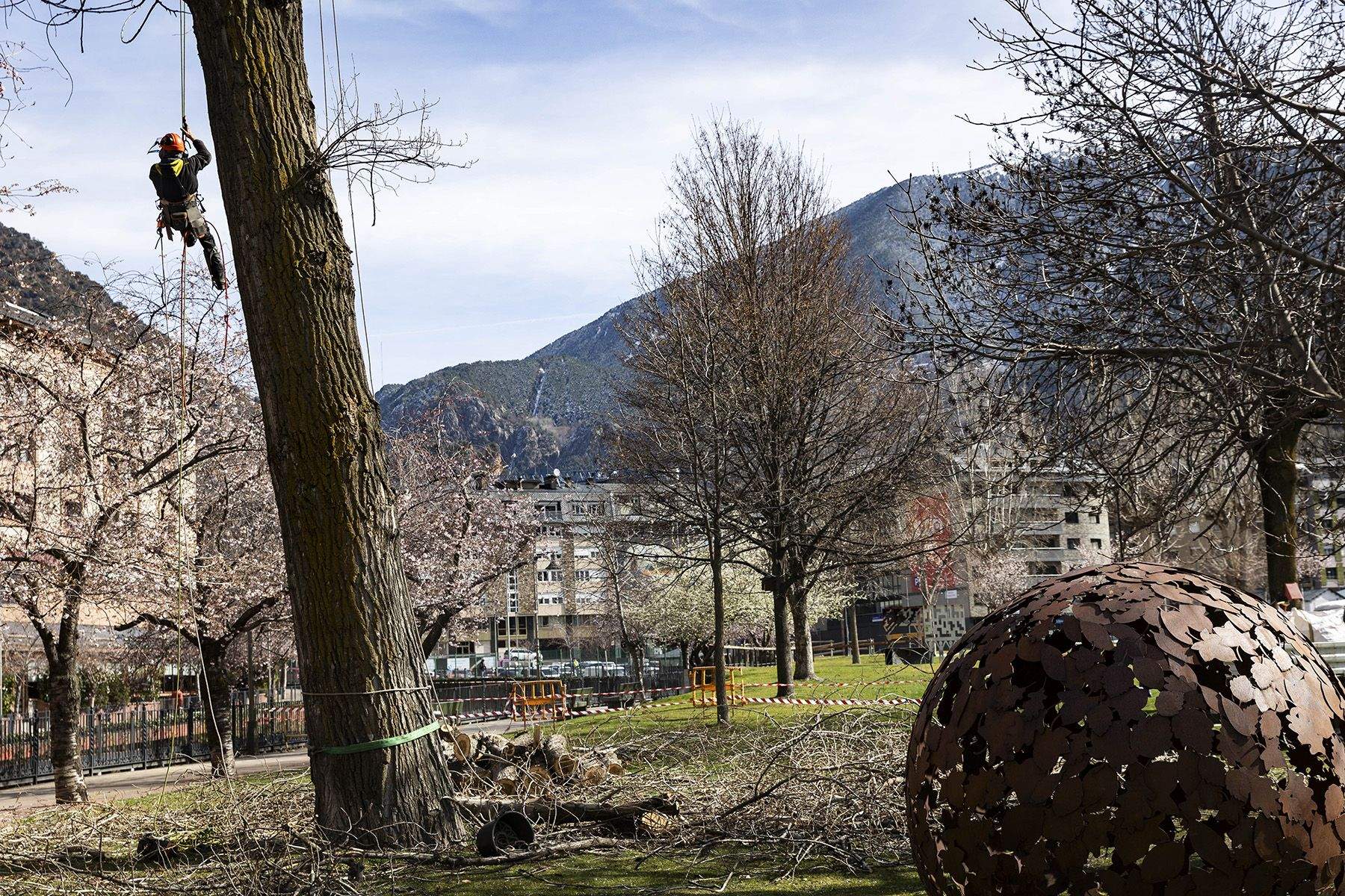 Treballs per retirar el xop que tenia risc de caiguda.