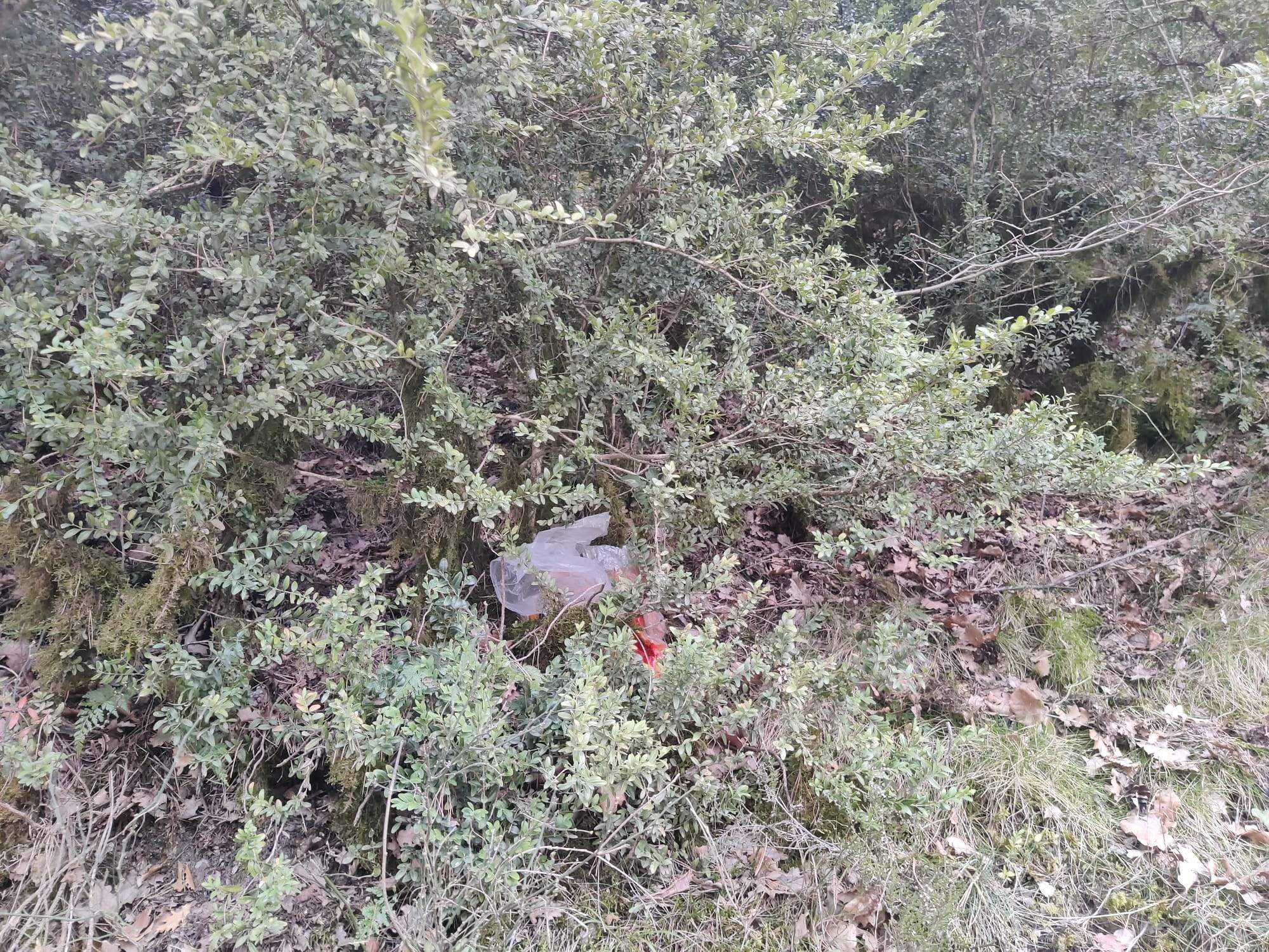 Plàstics escampats al bosc.