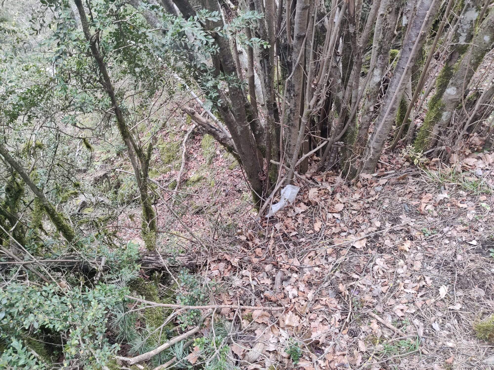 Plàstics escampats al bosc.