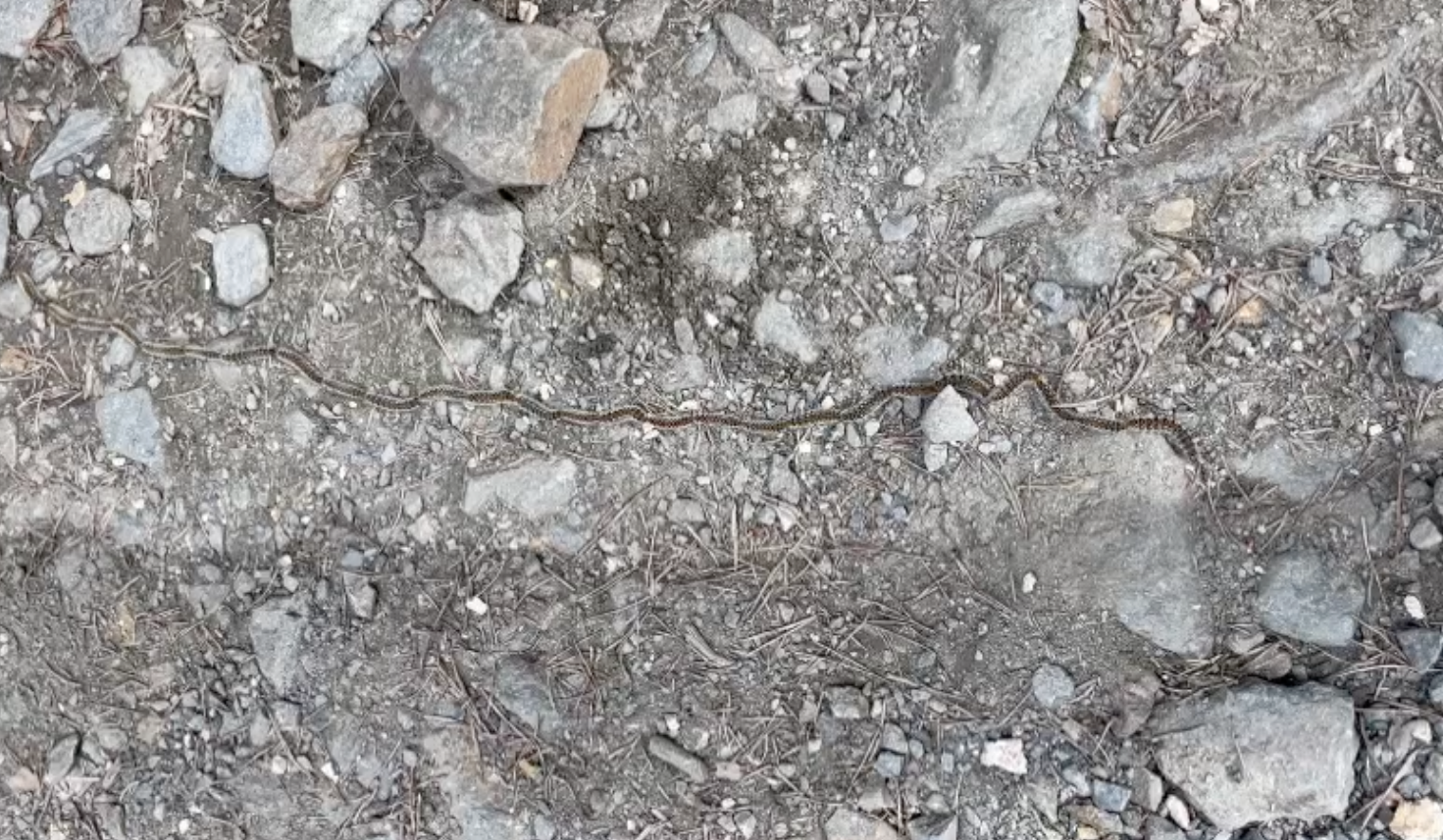 UNA ERUGA VISTA PER ARINSAL FA POCS DIES.