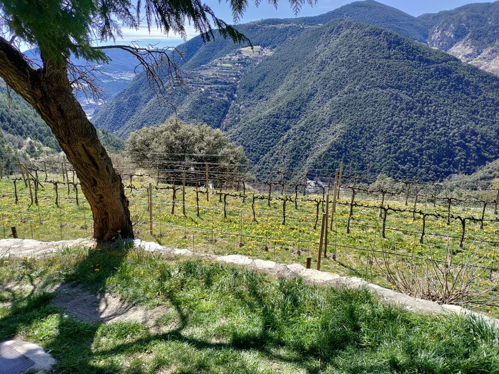 Una imatge de la finca de Casa Auvinyà.