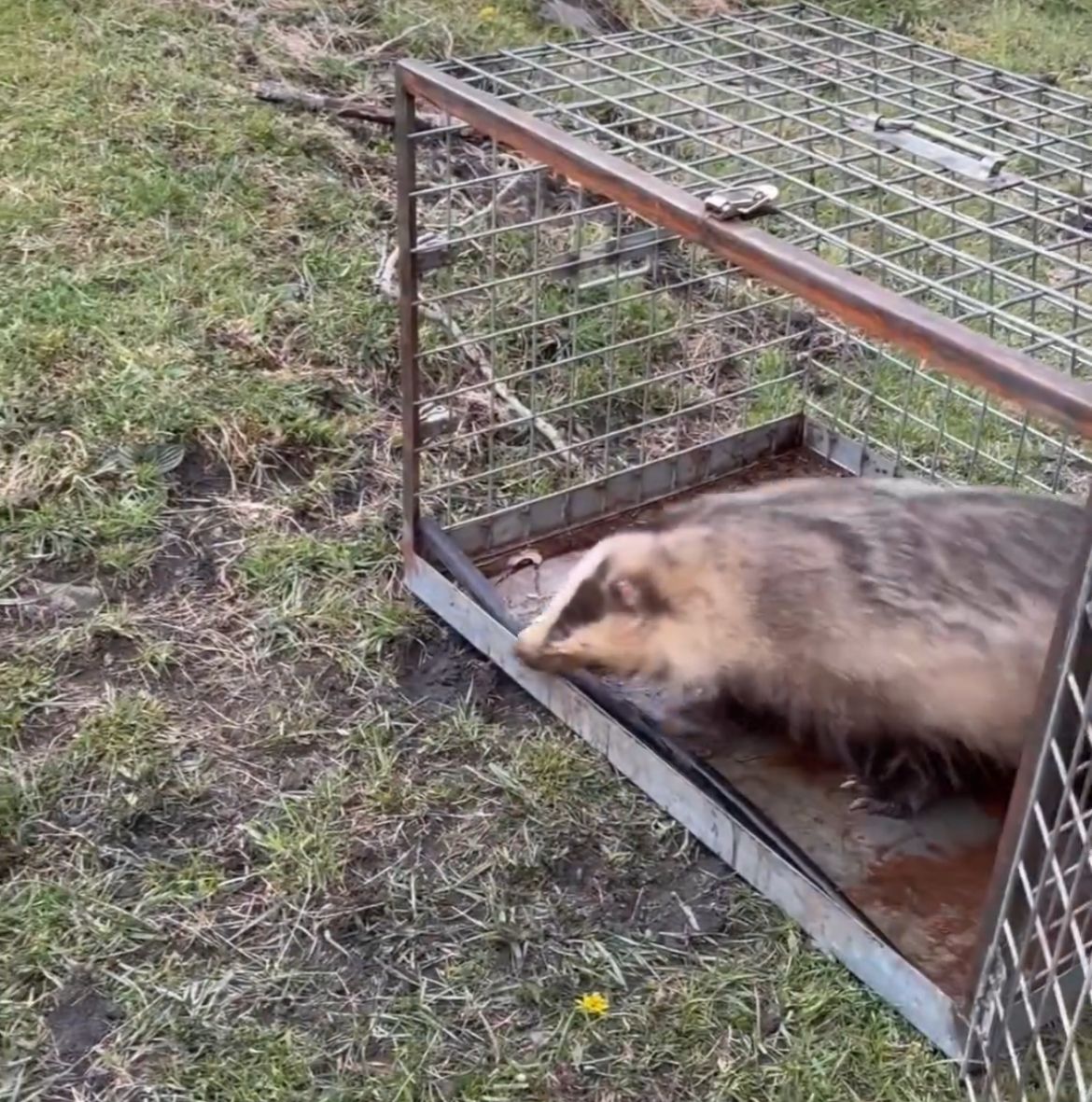 Els banders retornen al medi un teixó salvatge que ha estat un mes en recuperació.