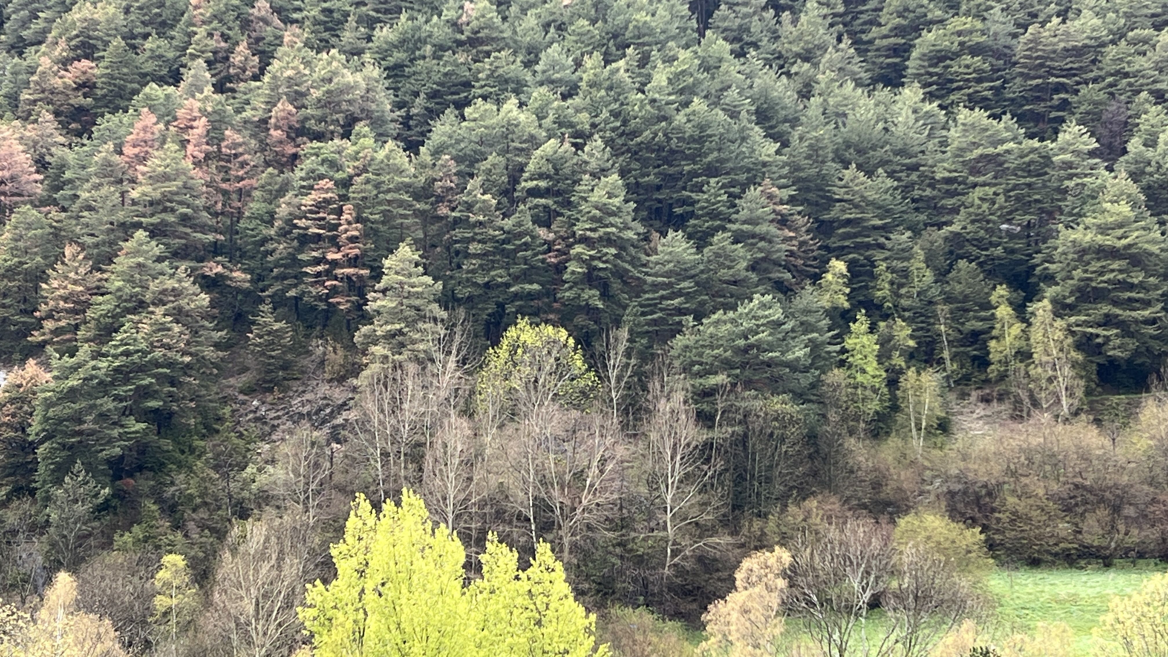 Bosc aquest dimarts a Ordino.