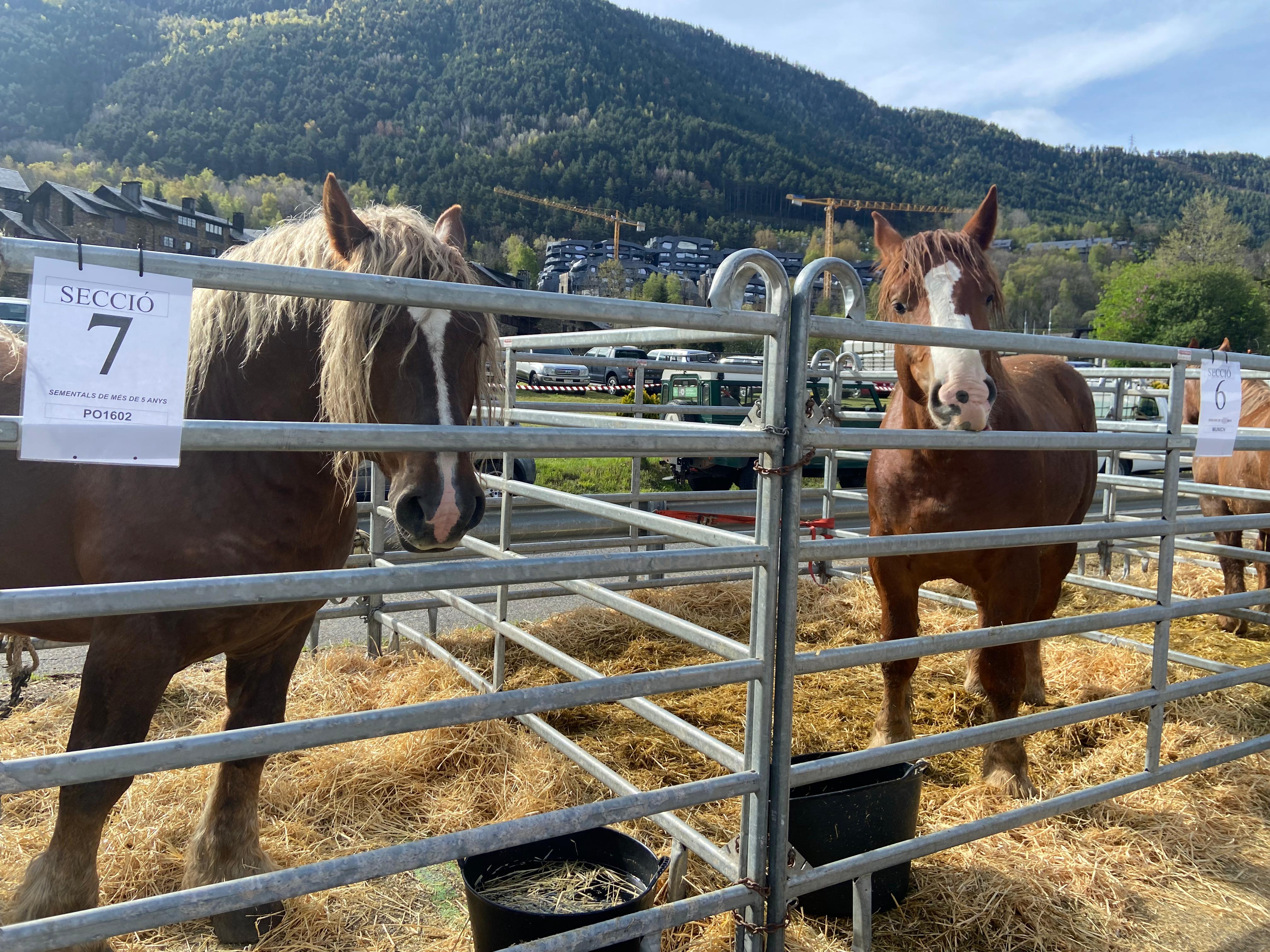 Cavalls, exposats a la fira d'Ordino.