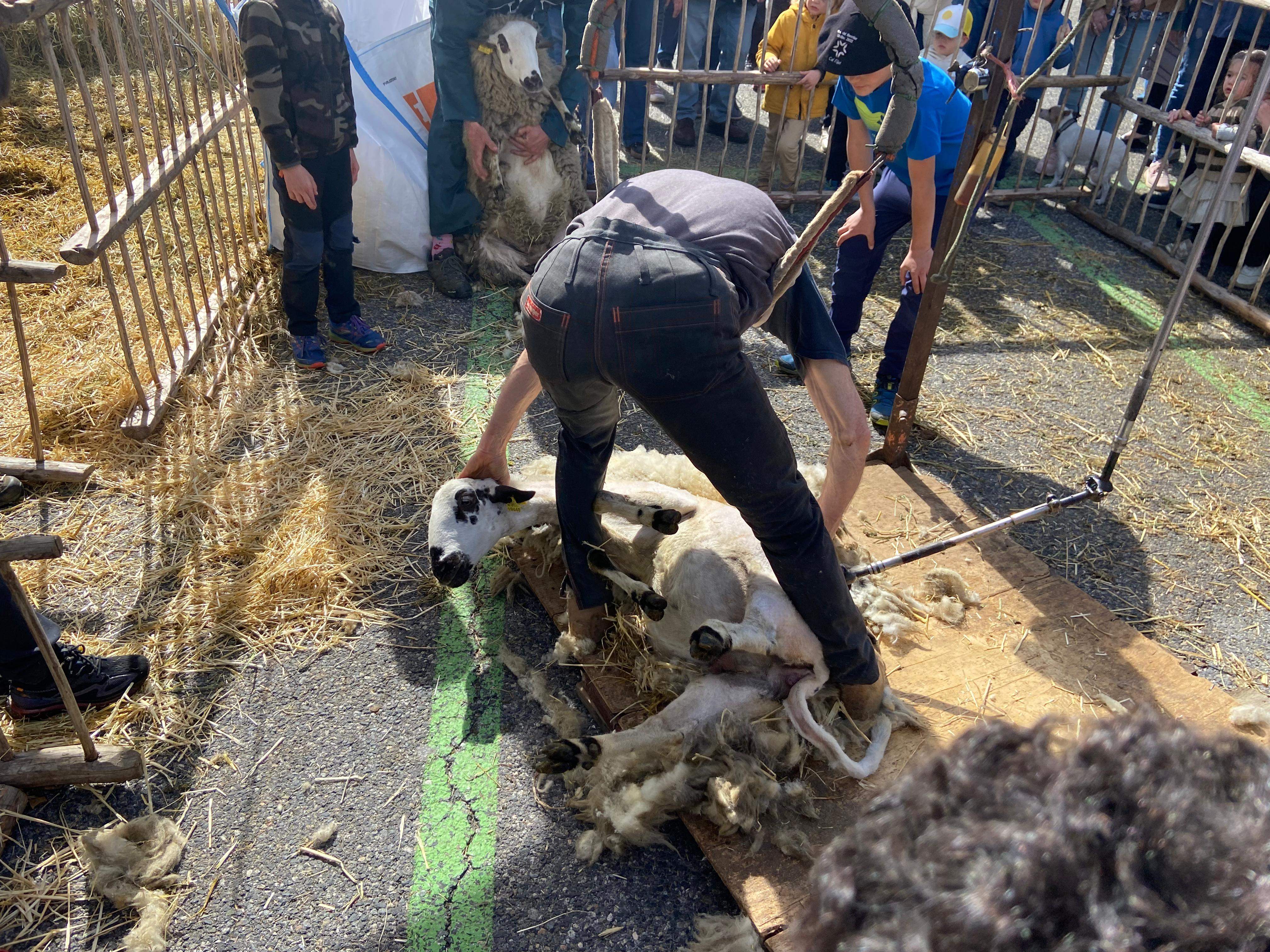 Una demostració de com xollar ovelles.