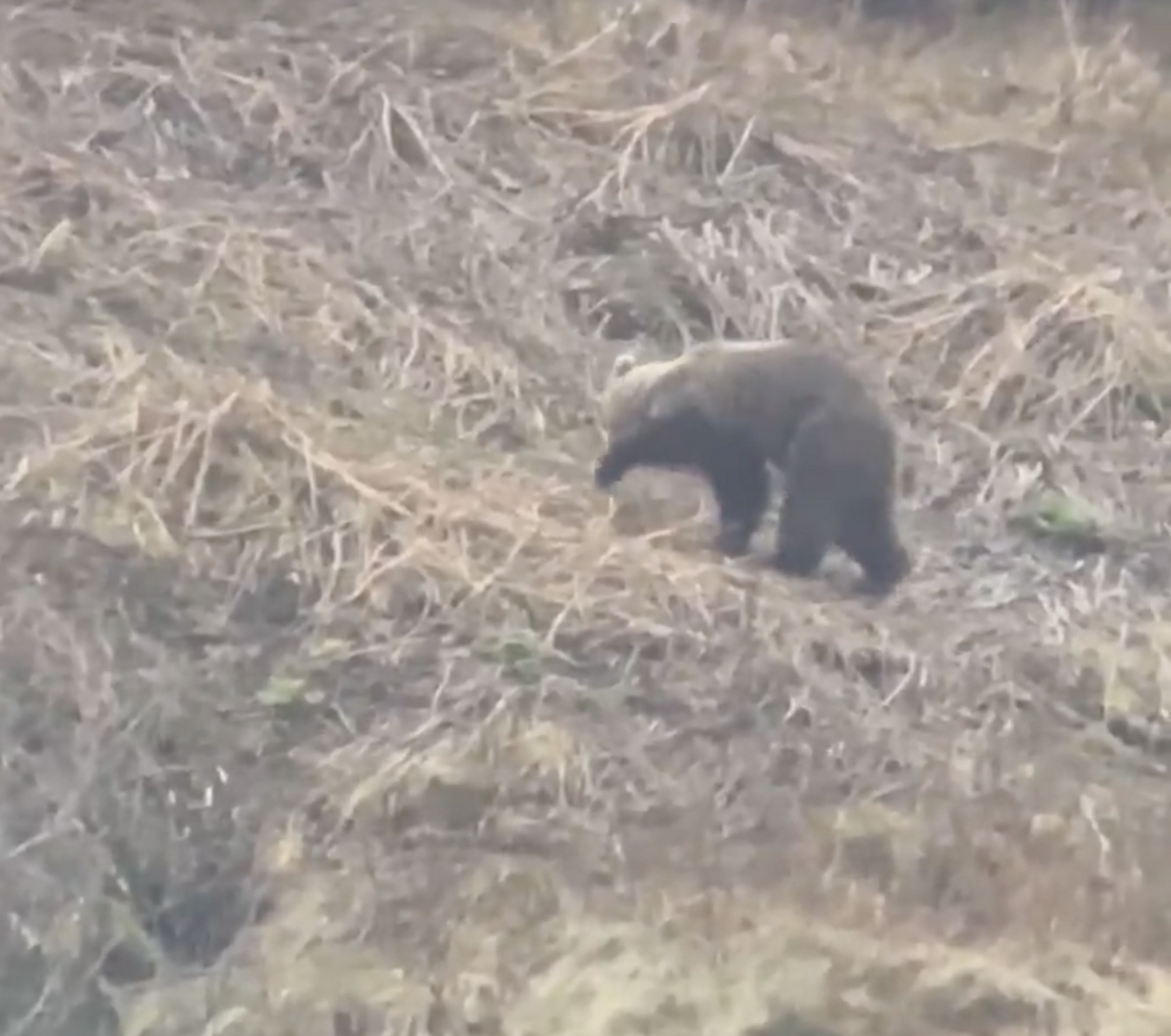 Una imatge de l'os captada pels banders.