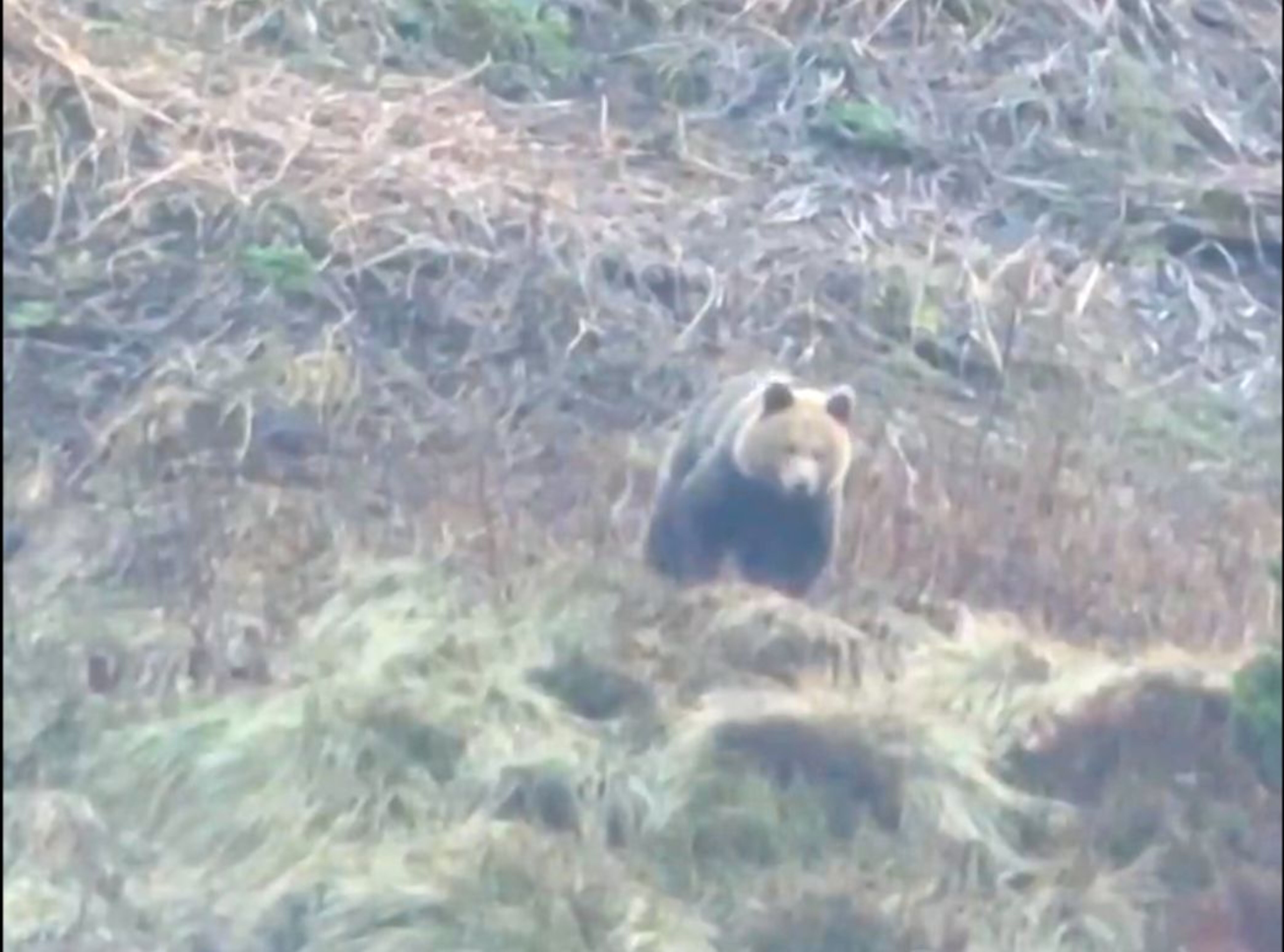 L'os vist aquest dilluns en territori andorrà.