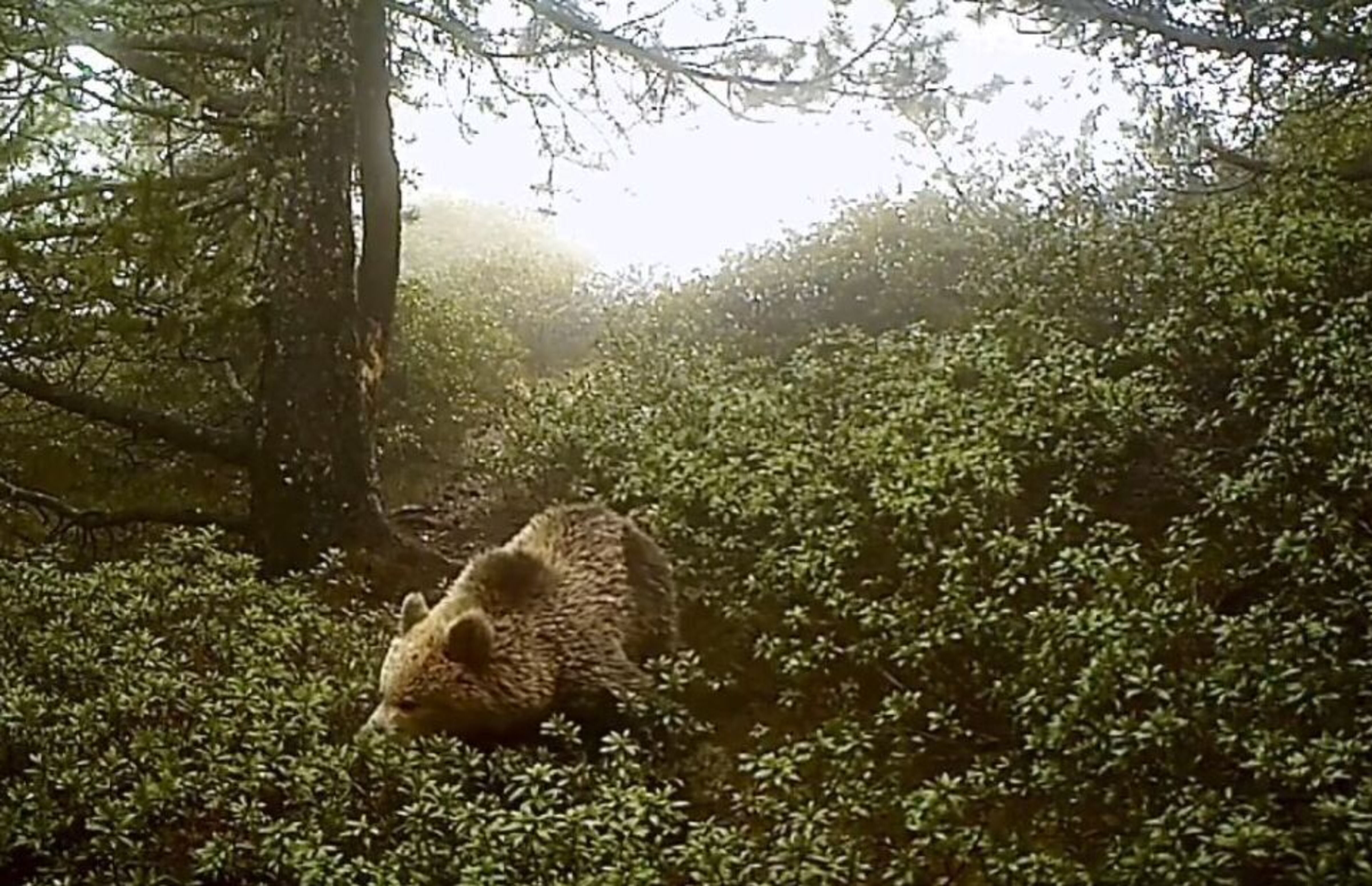 L'os captat per una càmera de foto trampeig dilluns poc després de les 8 del matí a la parròquia d'Ordino.