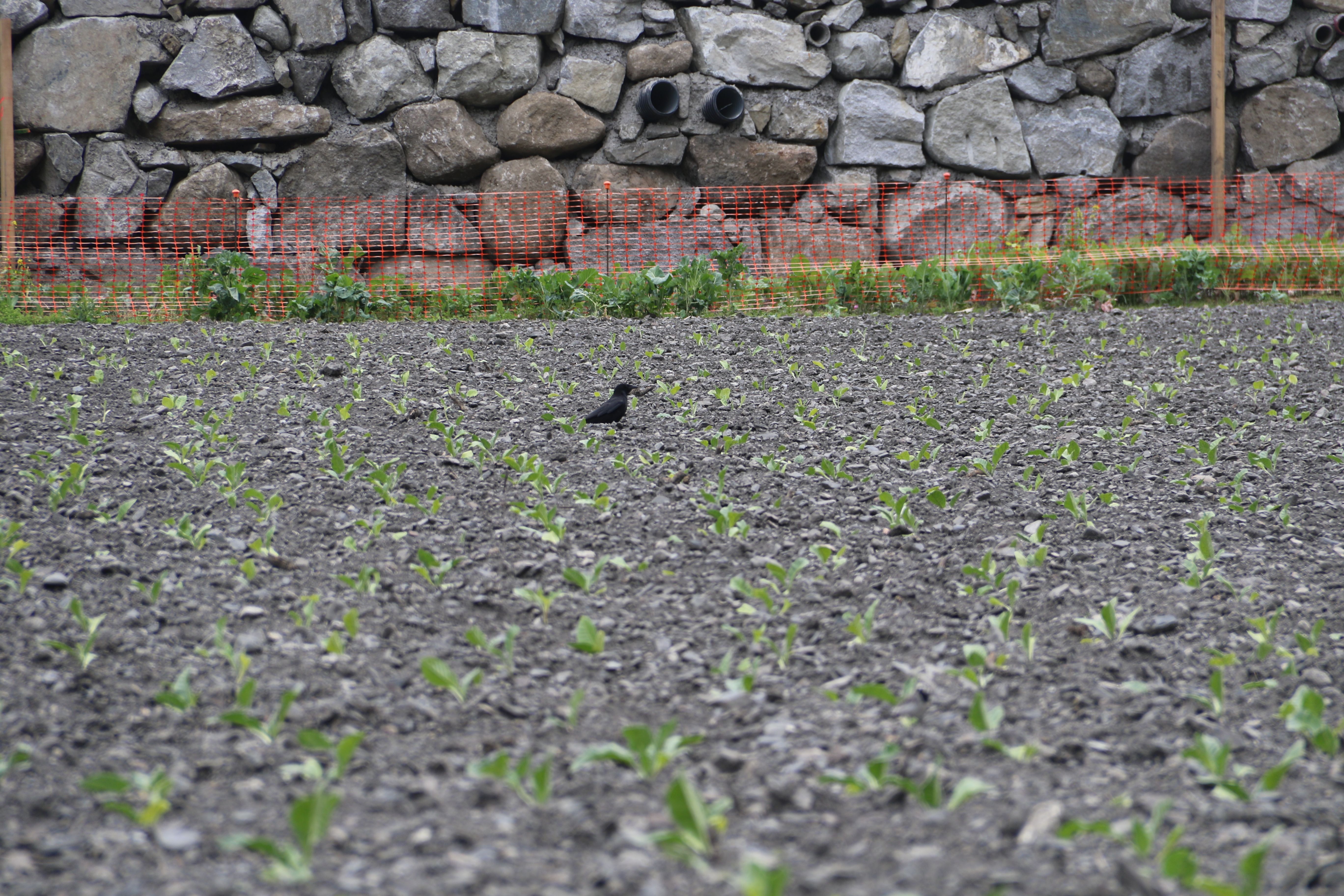 Un camp de tabac recentment plantat a Andorra la Vella.