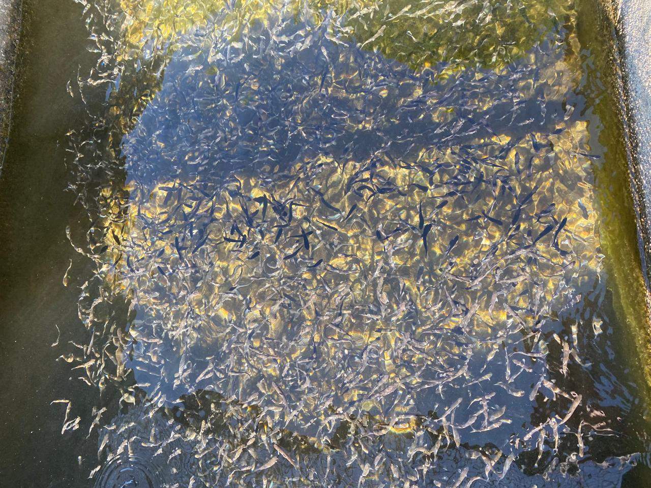 Es repobla amb truites fario.