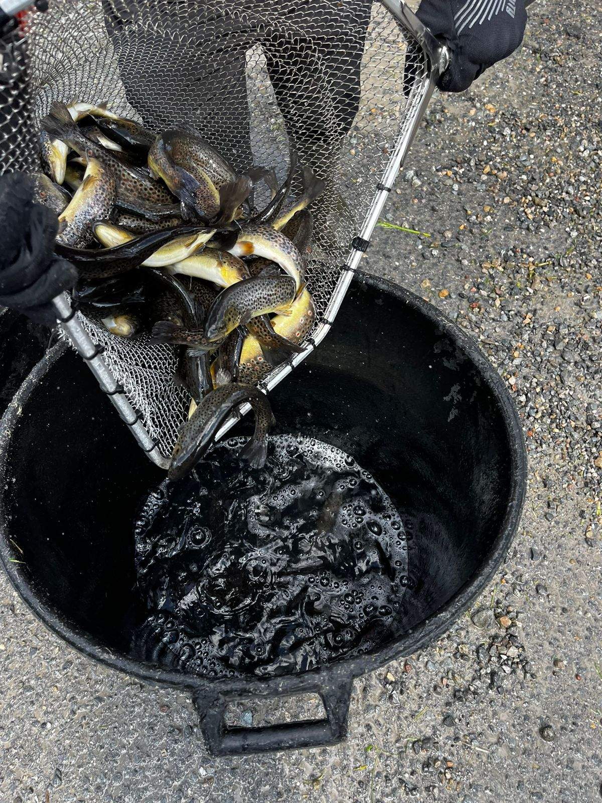 Transportant truites.