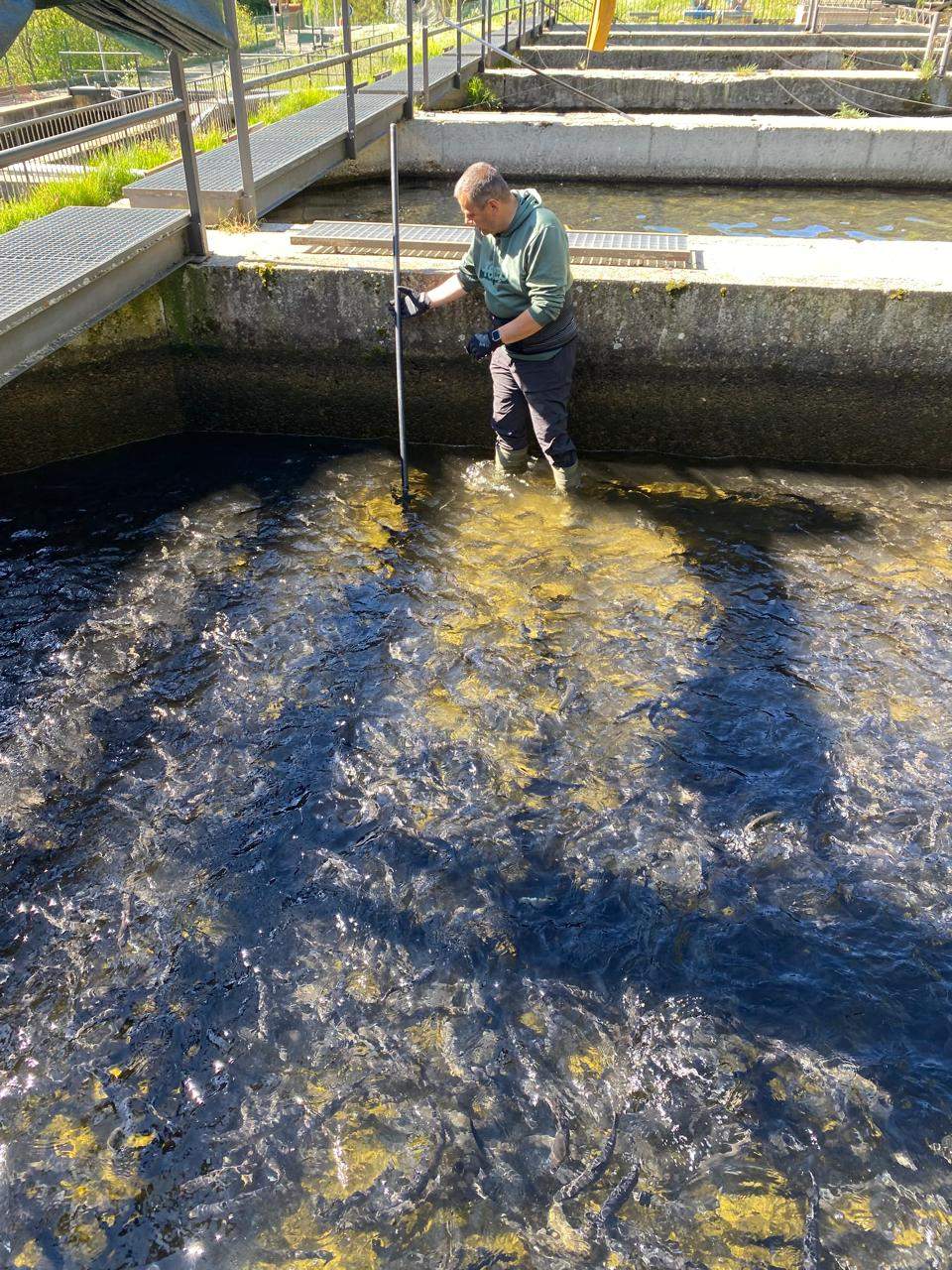 Treballant a la piscifactoria.