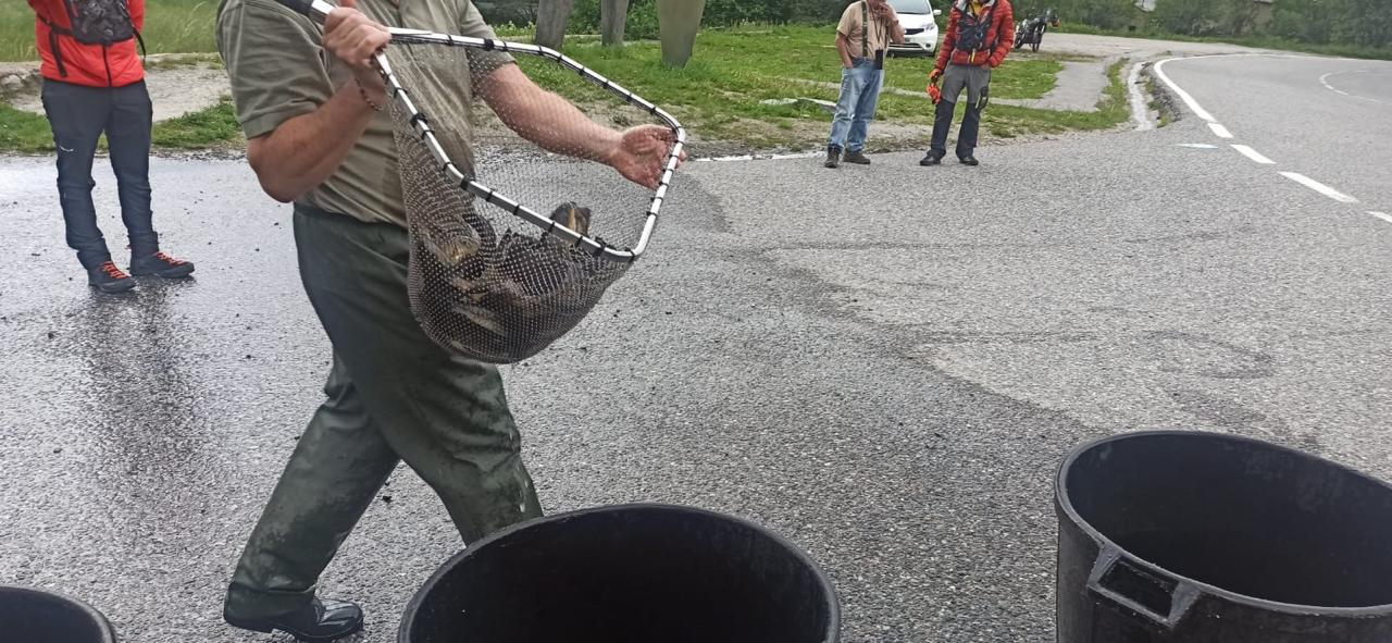 Transportant truites.