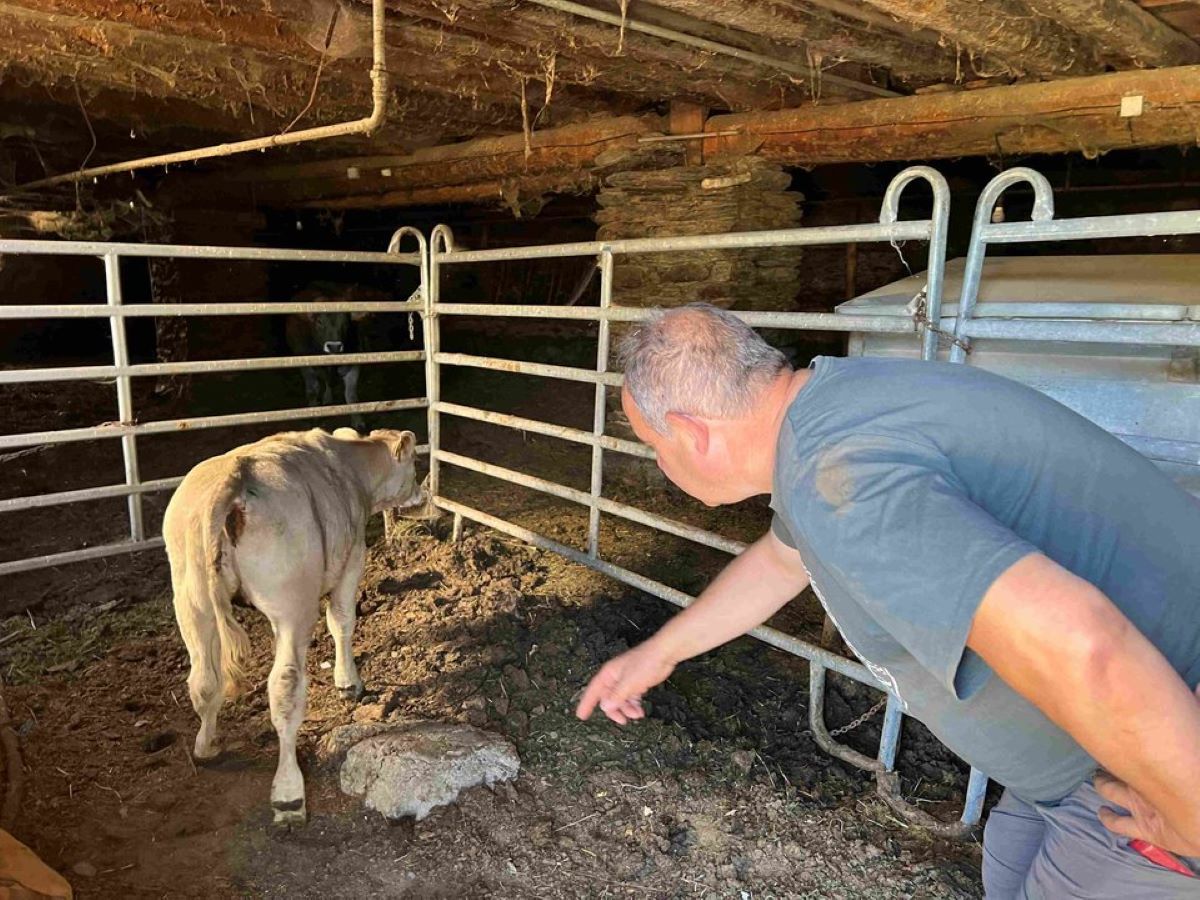 El ramader, ensenyant les ferides del vedell en qüestió.