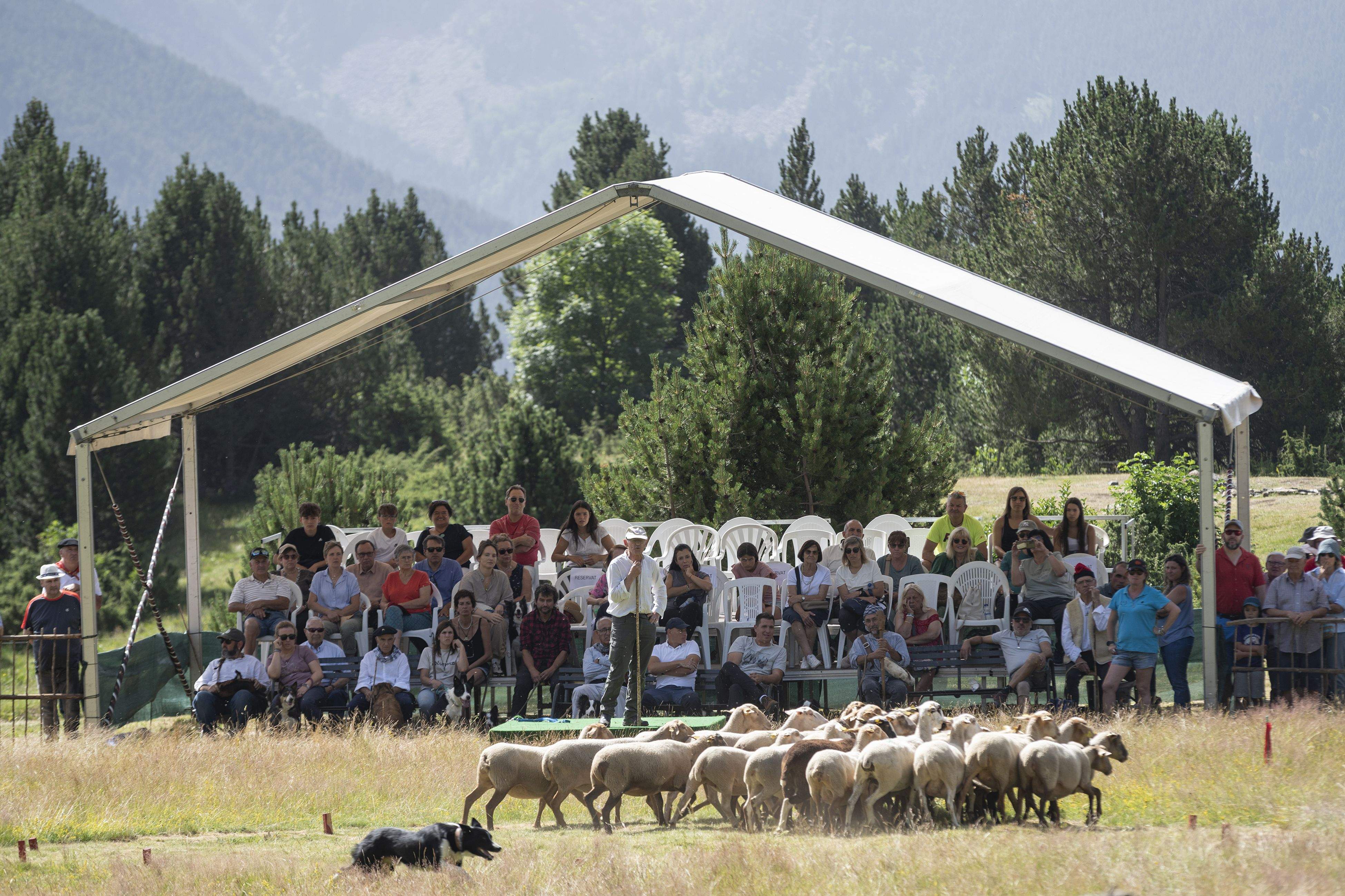 Un moment del concurs de gossos d'atura de Canillo.