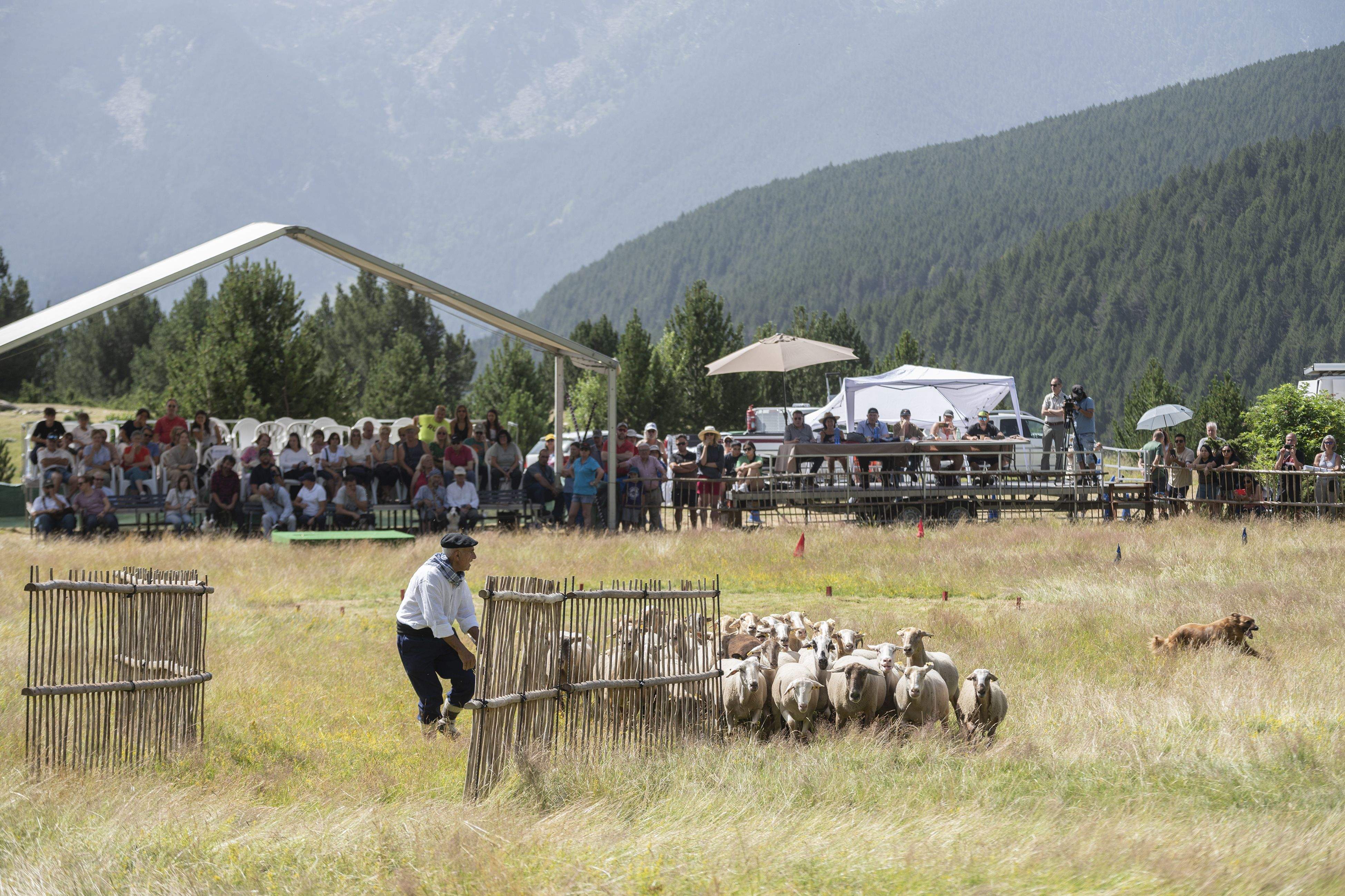 Un moment del concurs de gossos d'atura de Canillo.