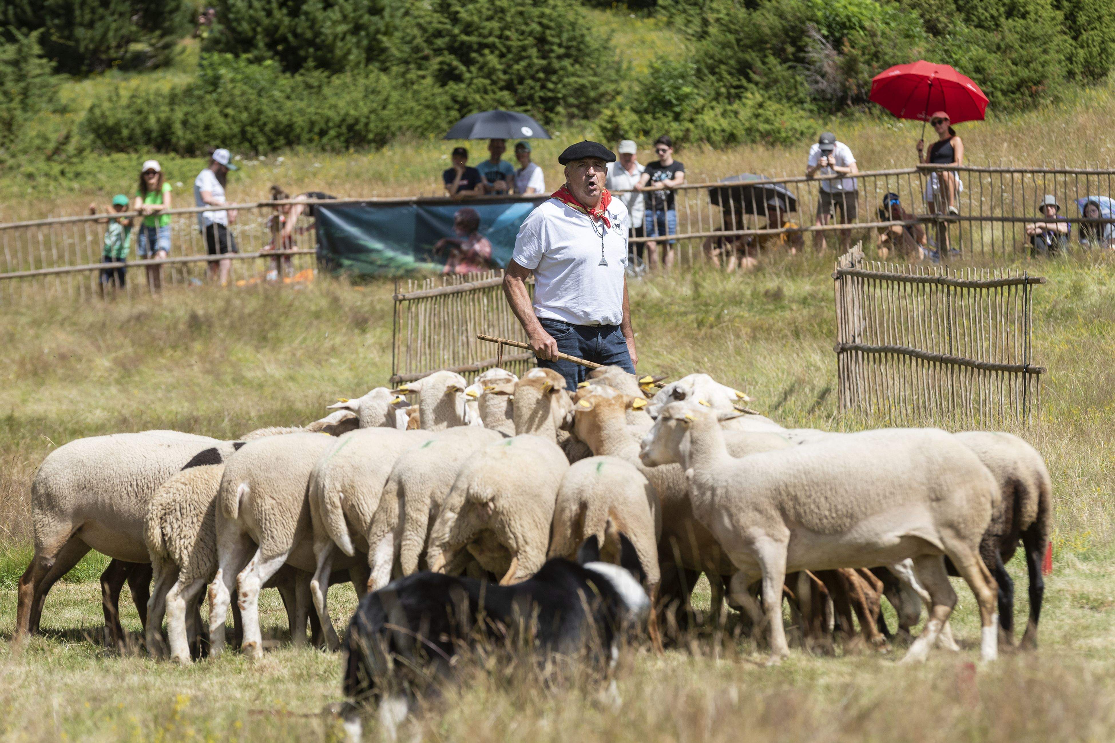 Un moment del concurs de gossos d'atura de Canillo.