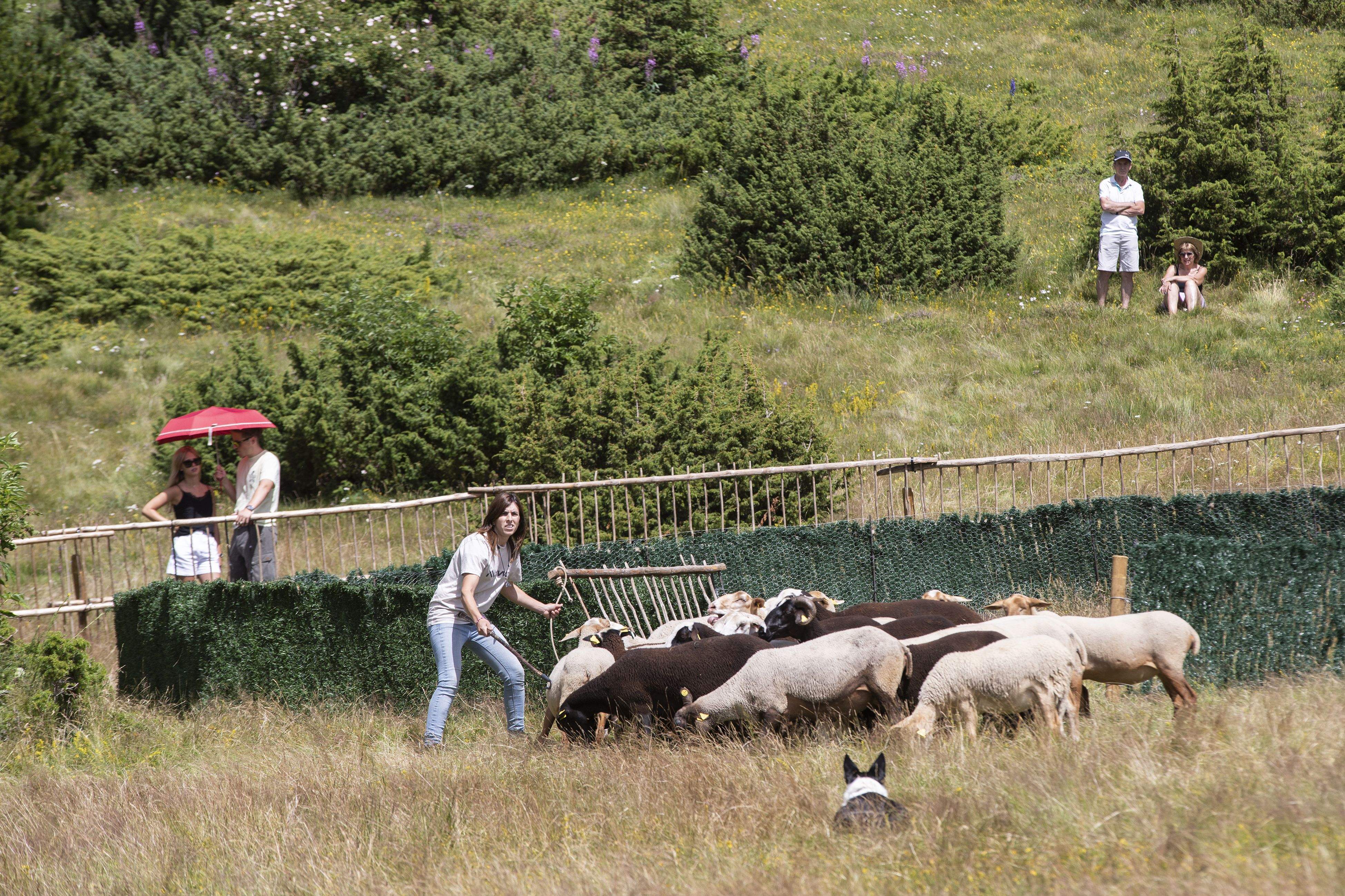 Un moment del concurs de gossos d'atura de Canillo.
