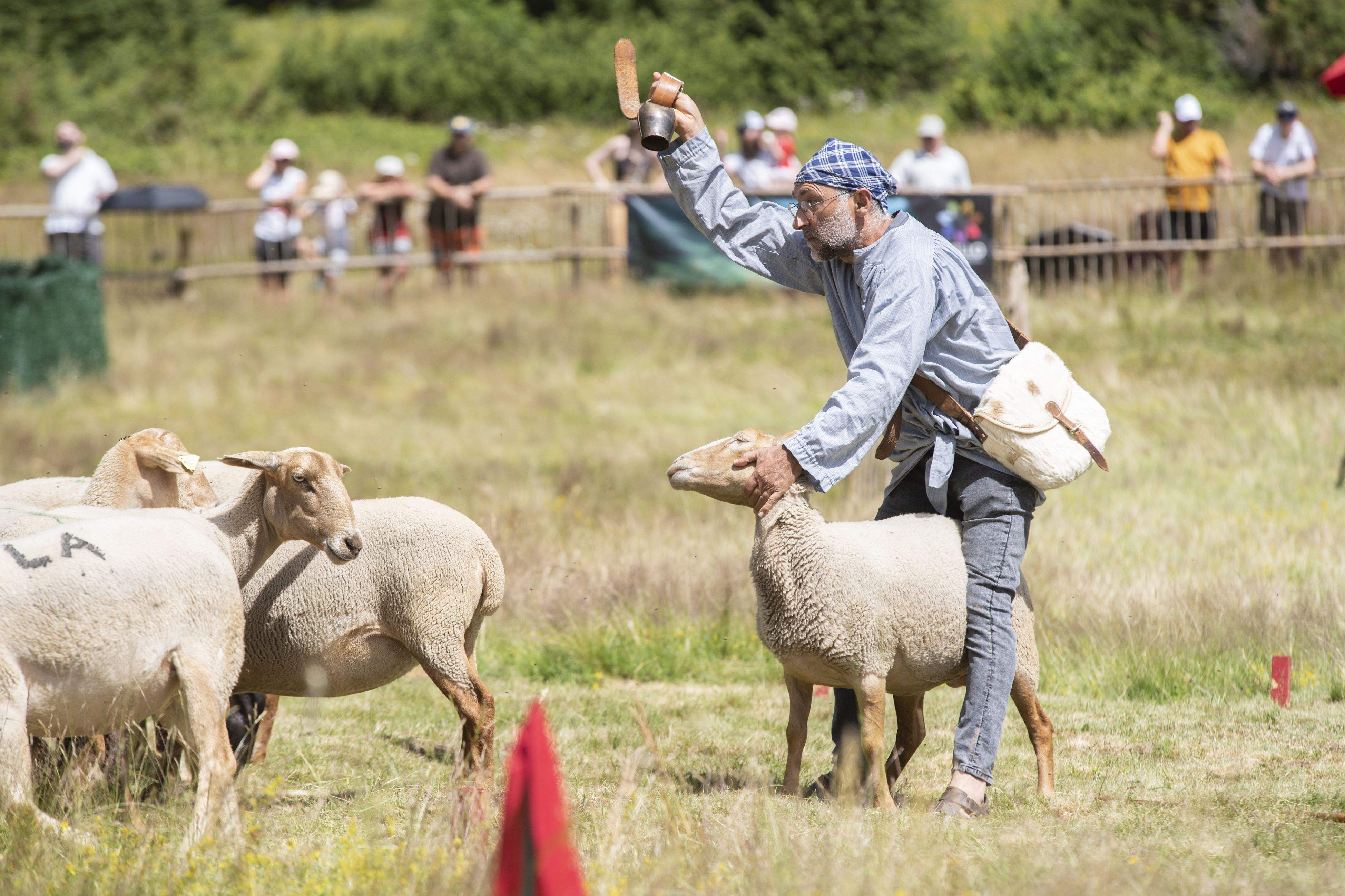 Un moment del concurs de gossos d'atura de Canillo.