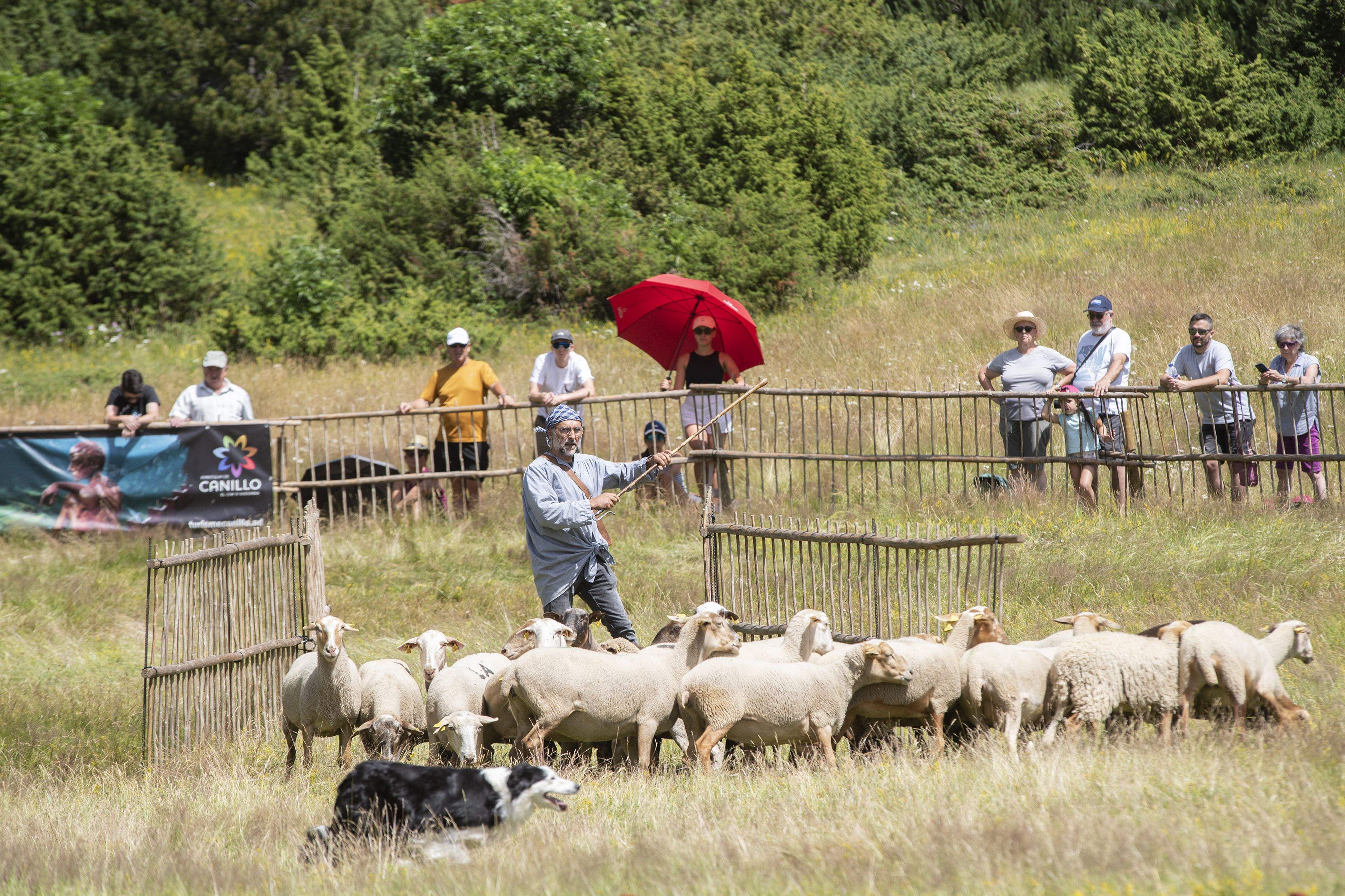 Un moment del concurs de gossos d'atura de Canillo.