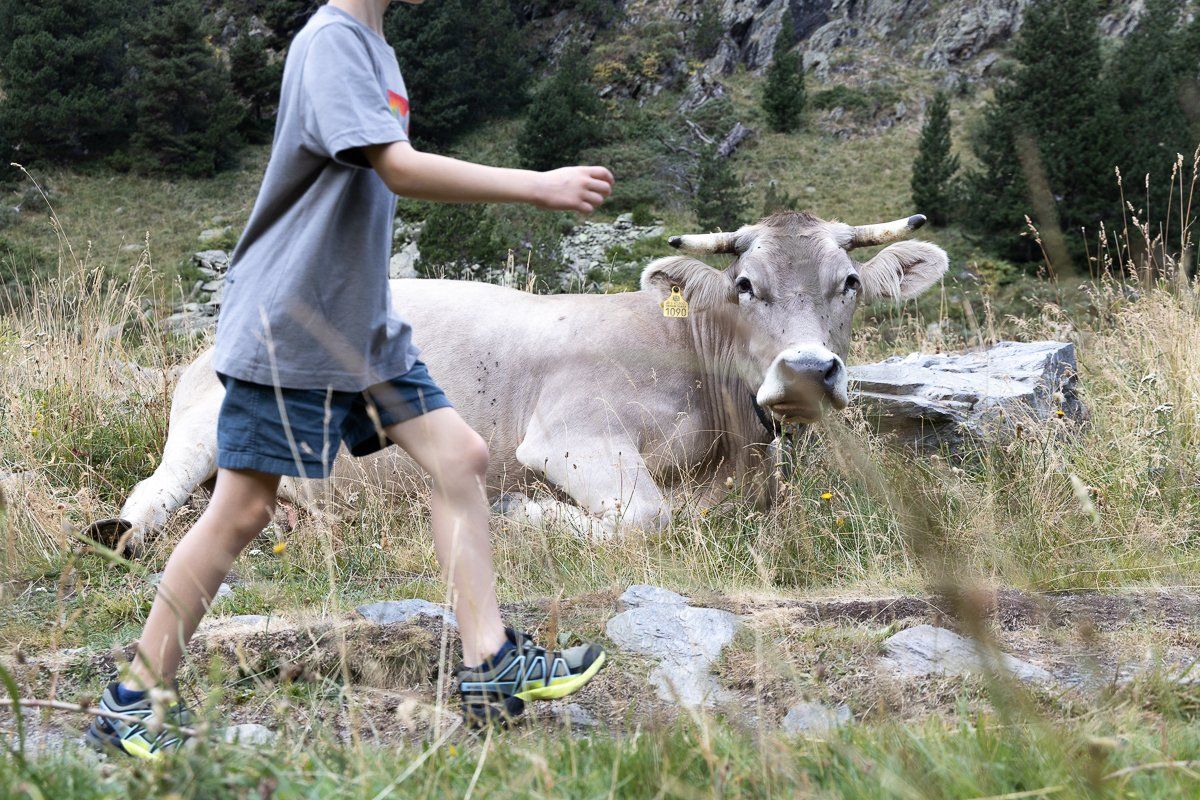 Una de les vaques presents a la transhumància. Una de les vaques presents a la transhumància.