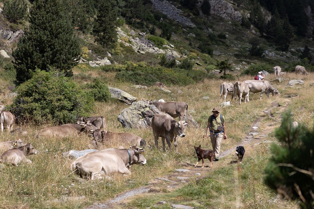 Els animas a la zona. Els animas a la zona.