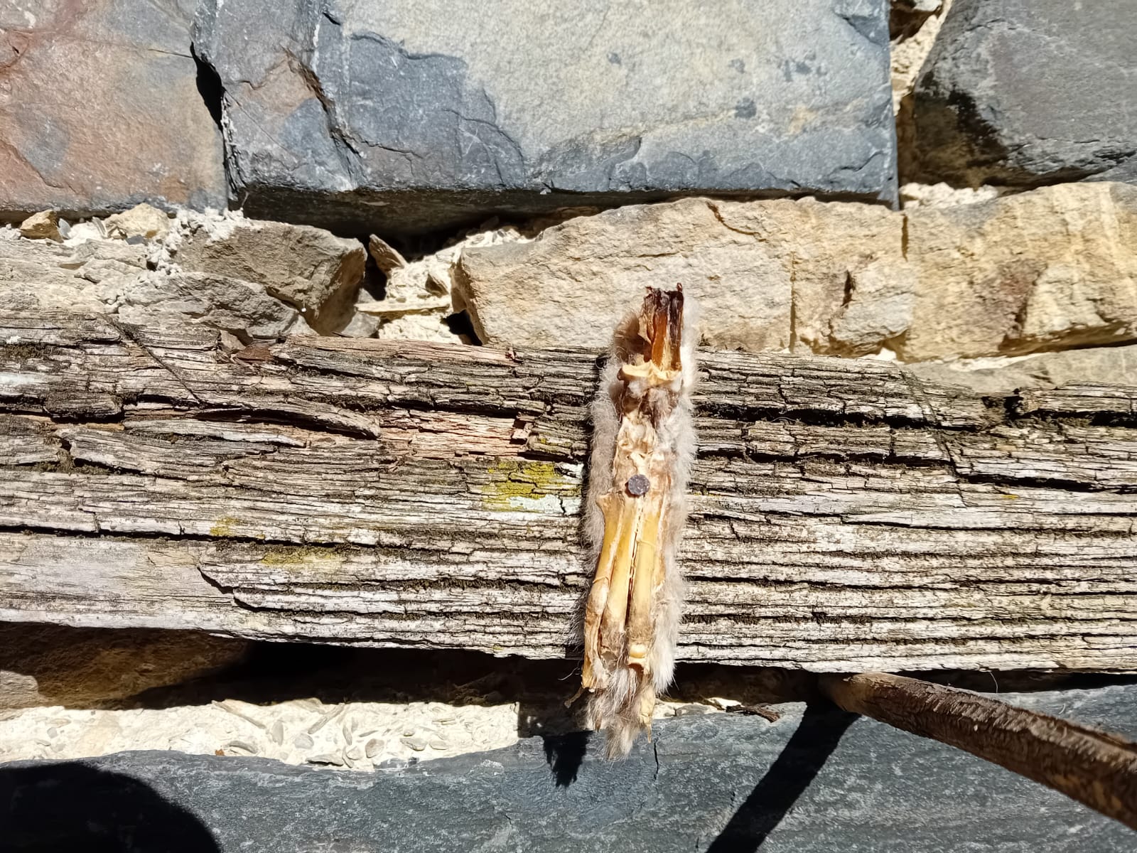 Pota de llebre clavada en una porta com amulet protector.