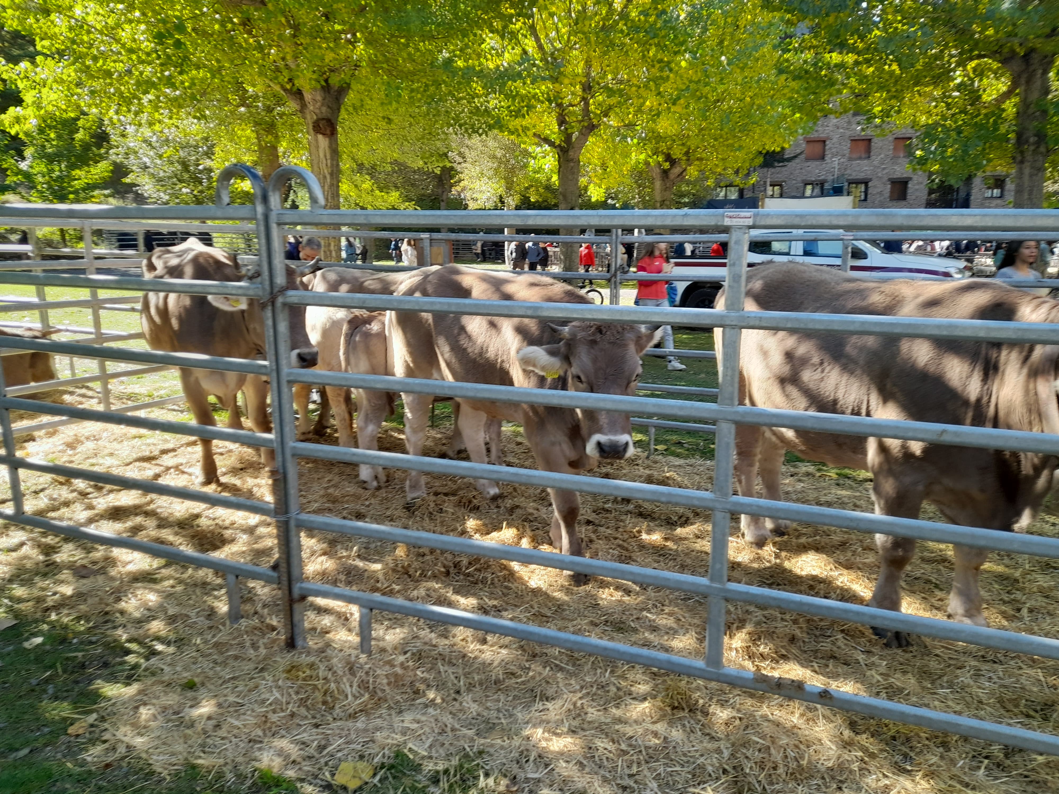 Una mosatra dels caps de bestiar. Una mosatra dels caps de bestiar.