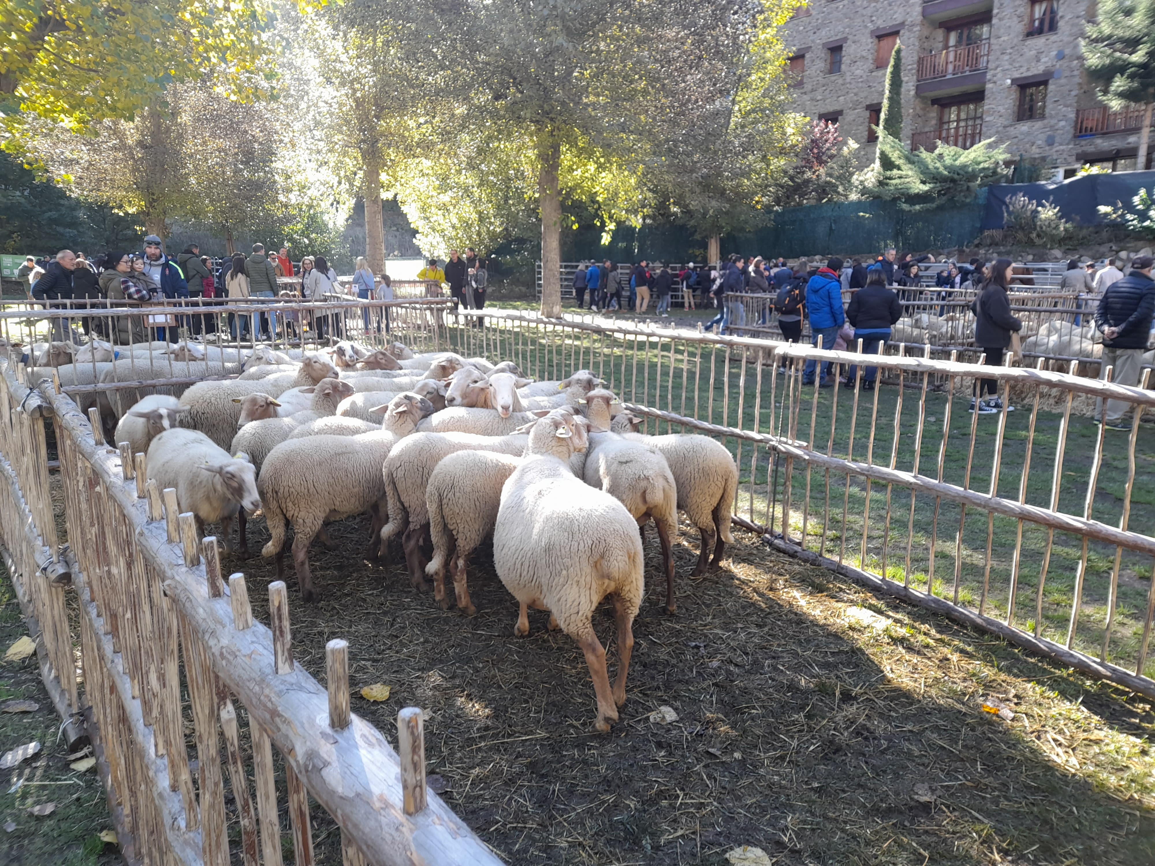 Una altra de les explotacions ramaderes presenta a la Fira del Bestiar. Una altra de les explotacions ramaderes presenta a la Fira del Bestiar.