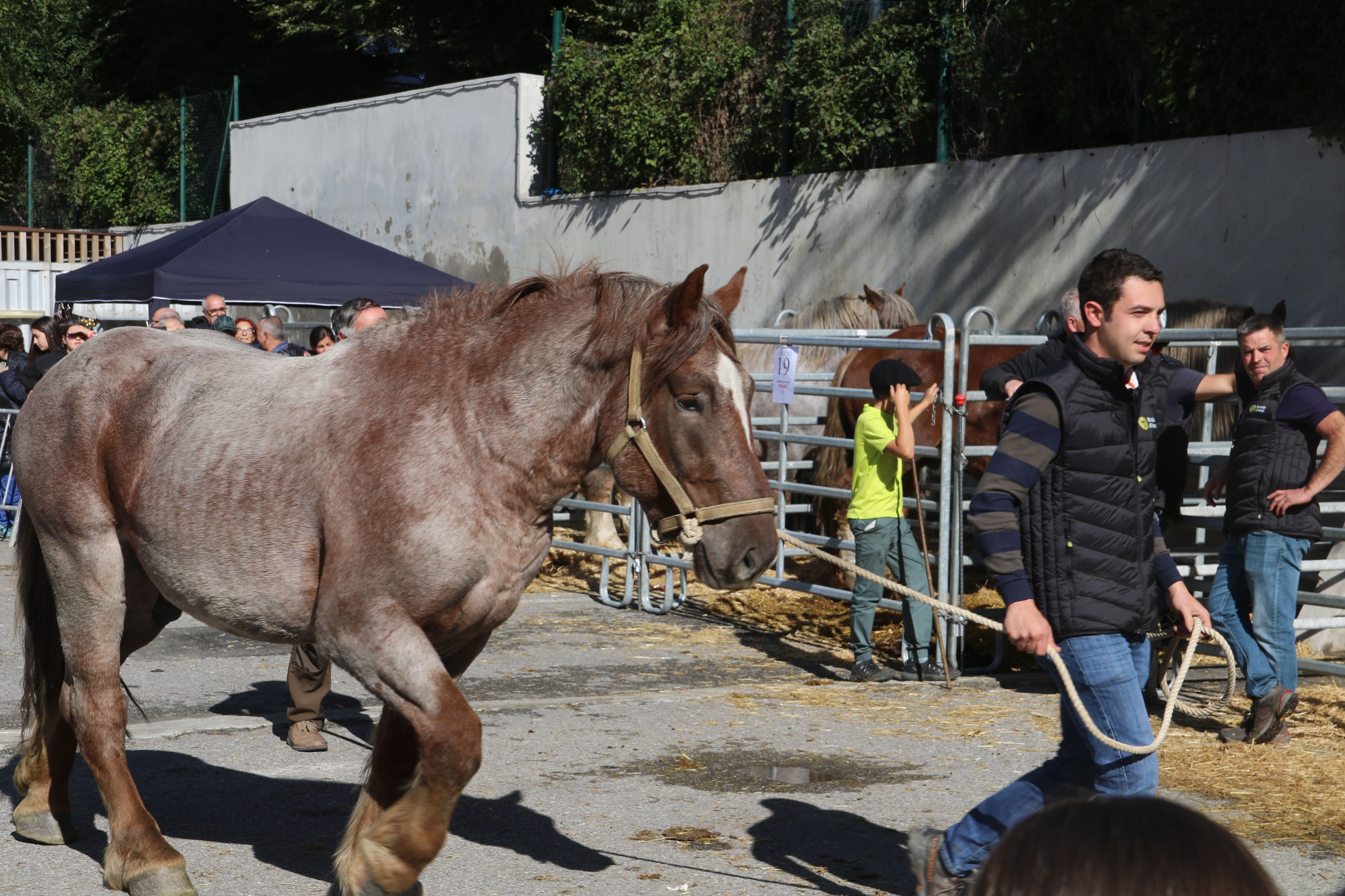 Un ramader amb el seu cavall al concurs. Un ramader amb el seu cavall al concurs.
